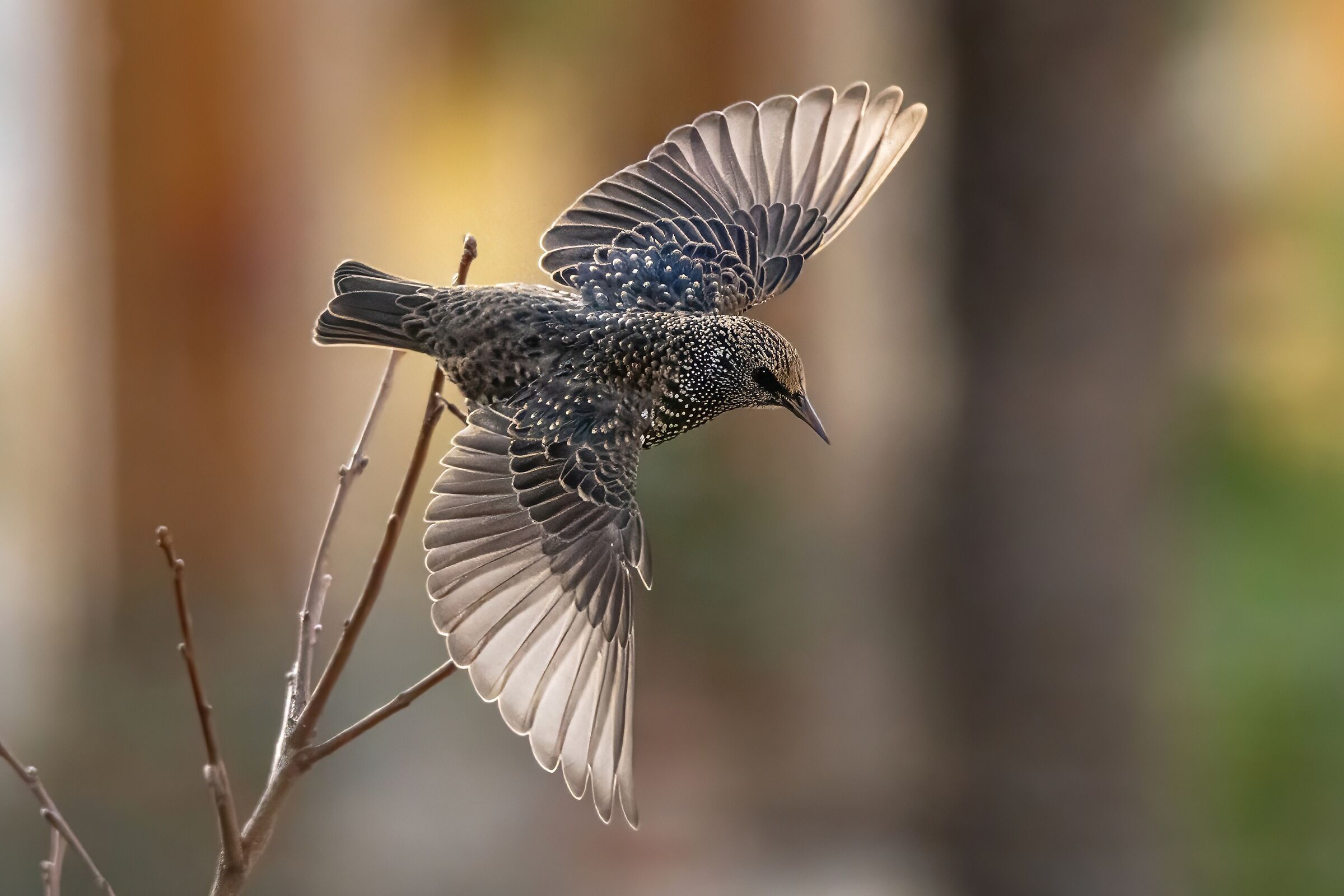 Common starling (Sturnus vulgaris)