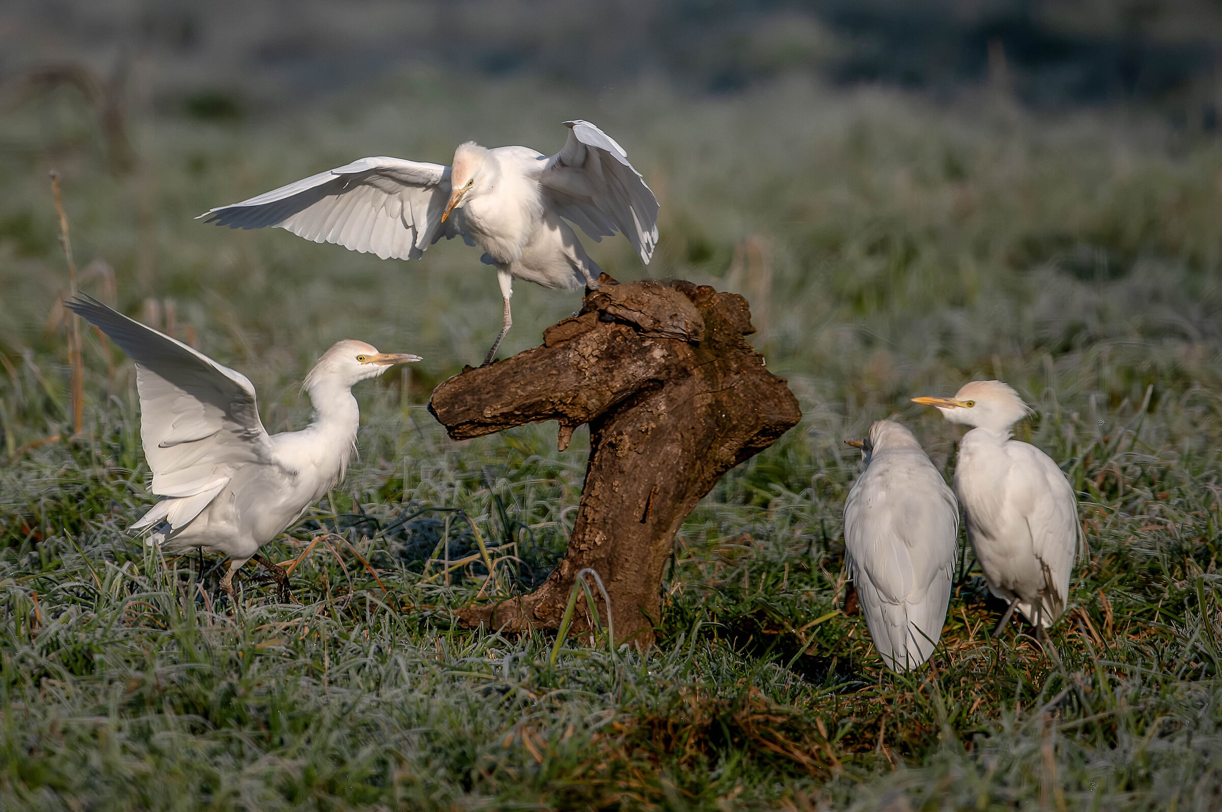 Cattle Egrets