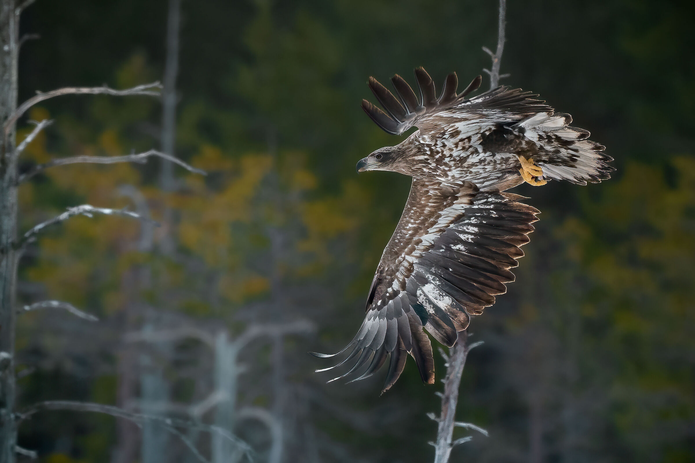The Whitetail on the hunt
