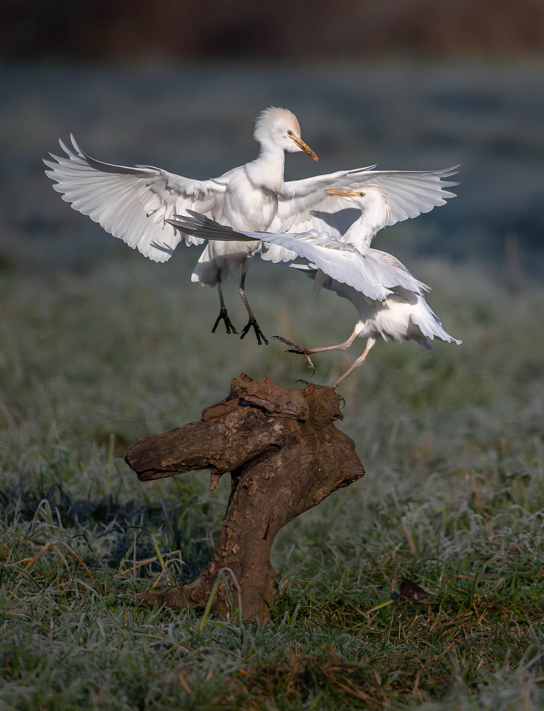 Cattle Egrets