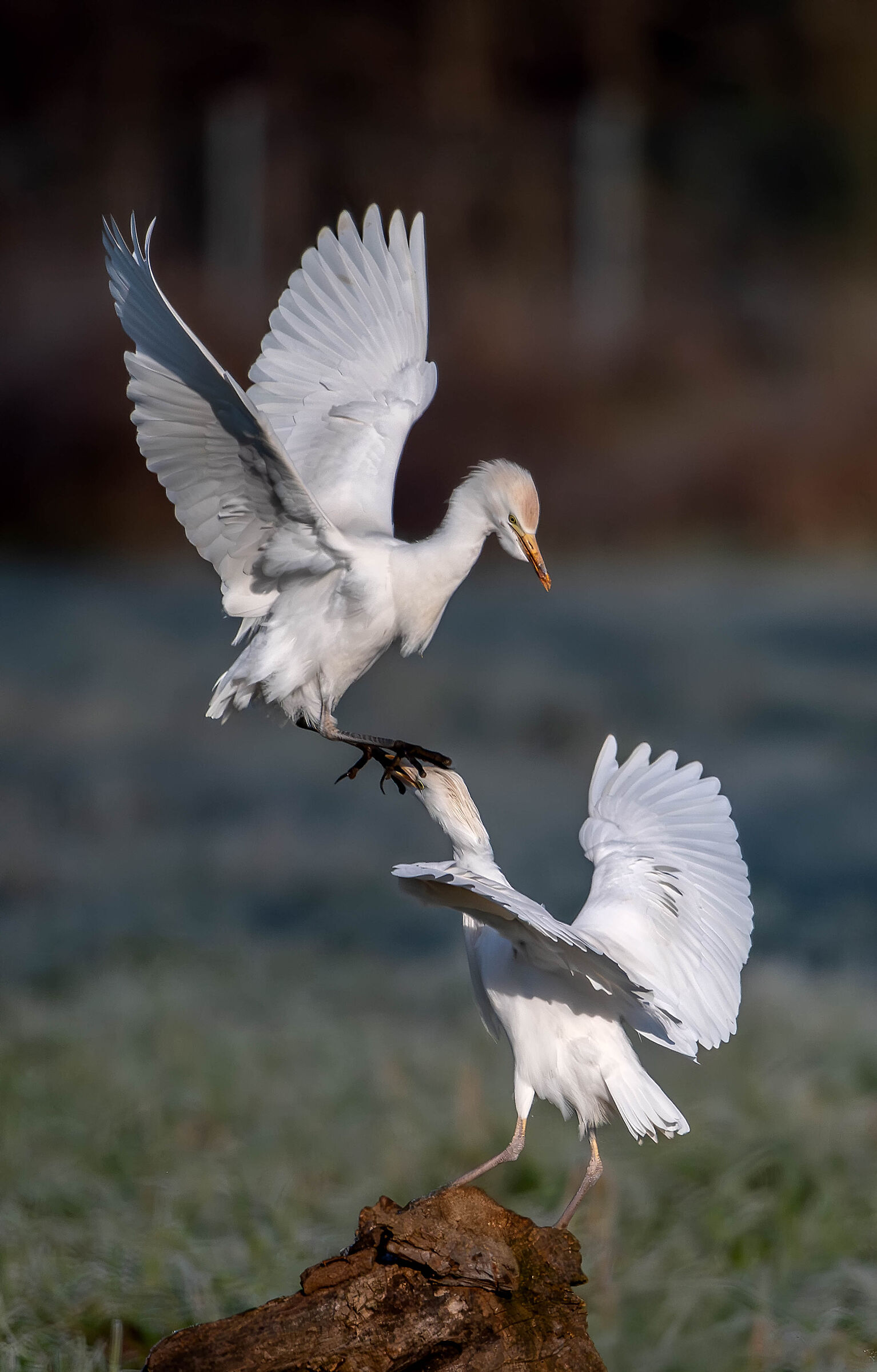Beating from Orbs - Cattle Egrets