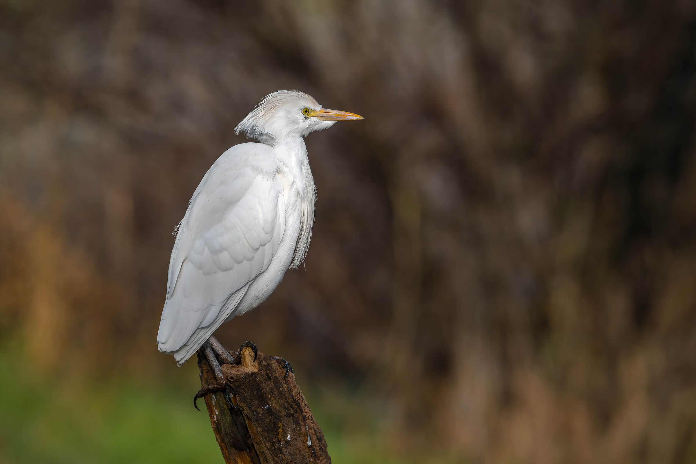 Cattle Egrets