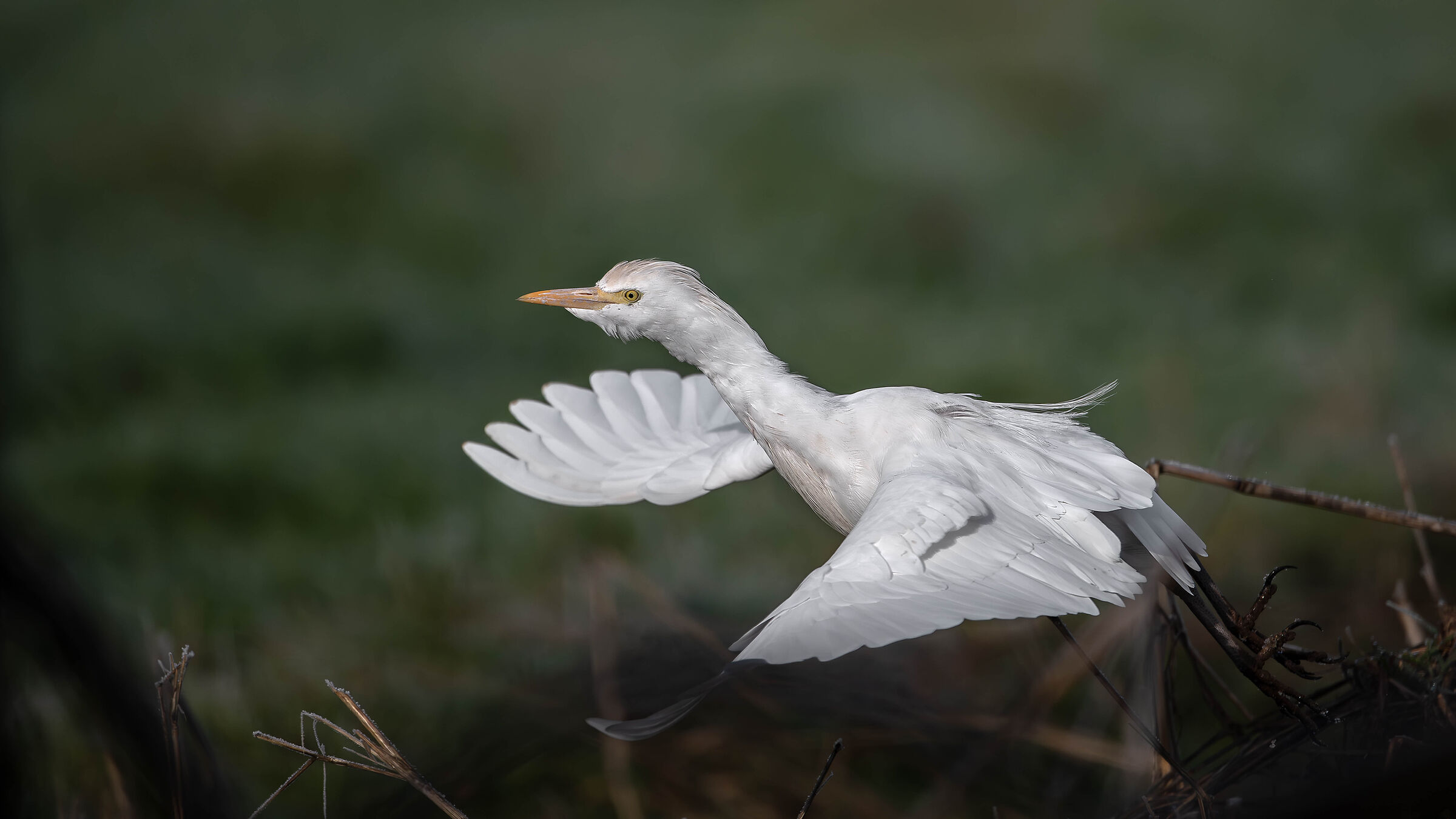 Cattle Egrets