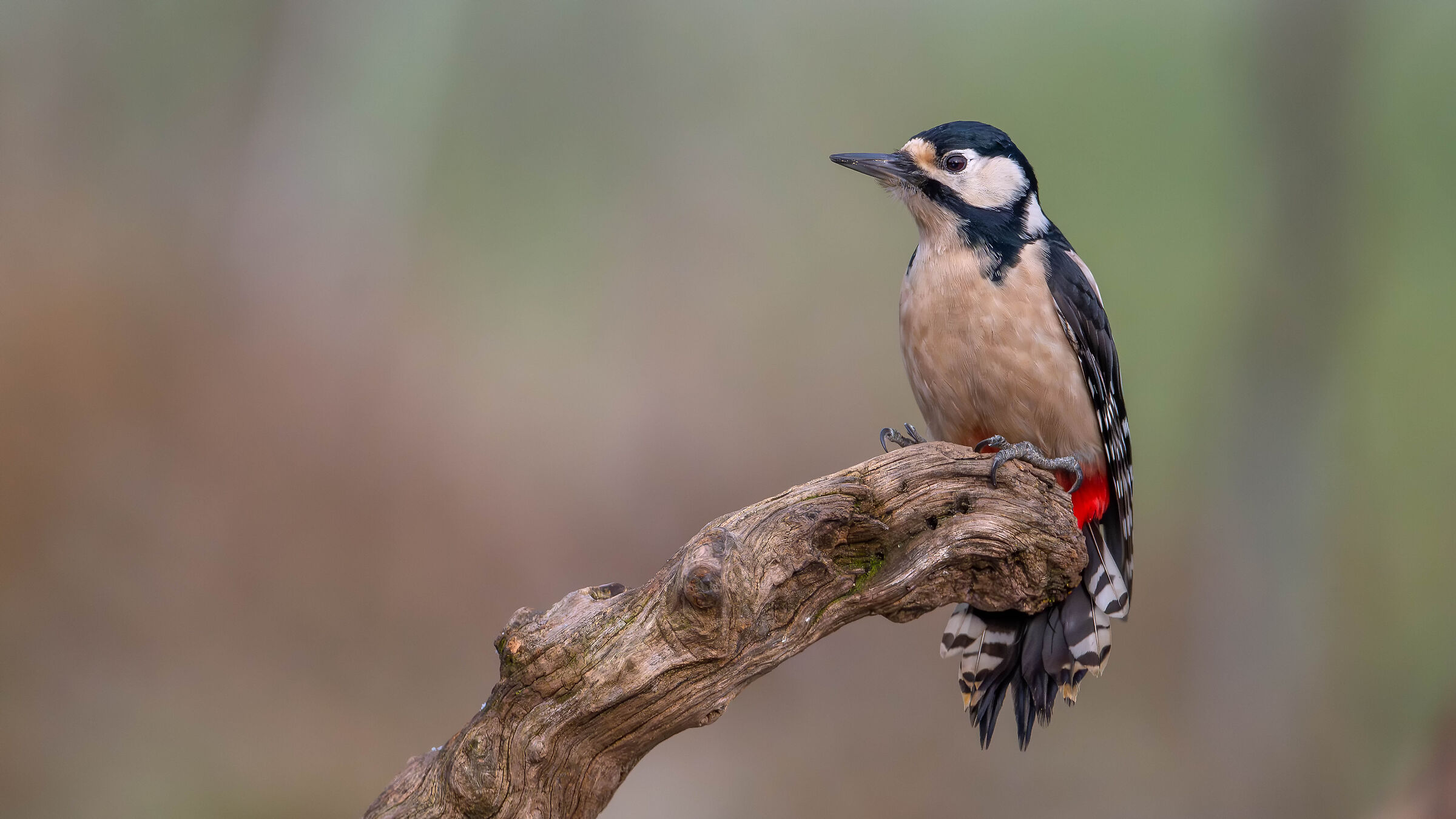 Spotted woodpecker #capannocora