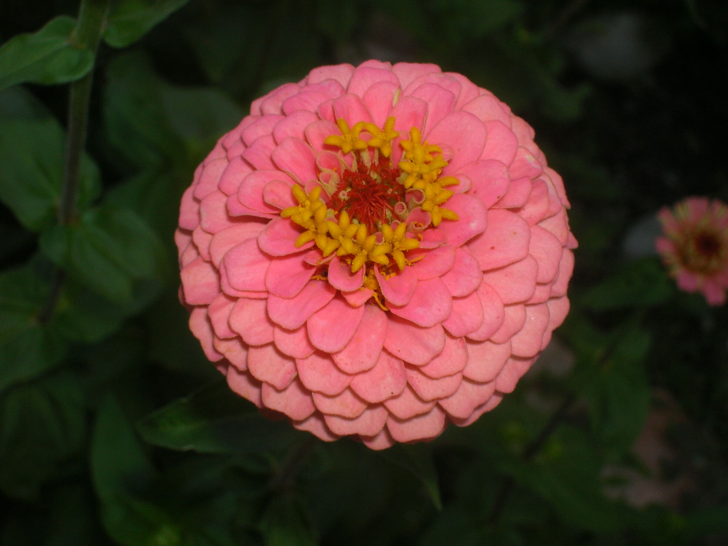 Zinnia Pon-pon