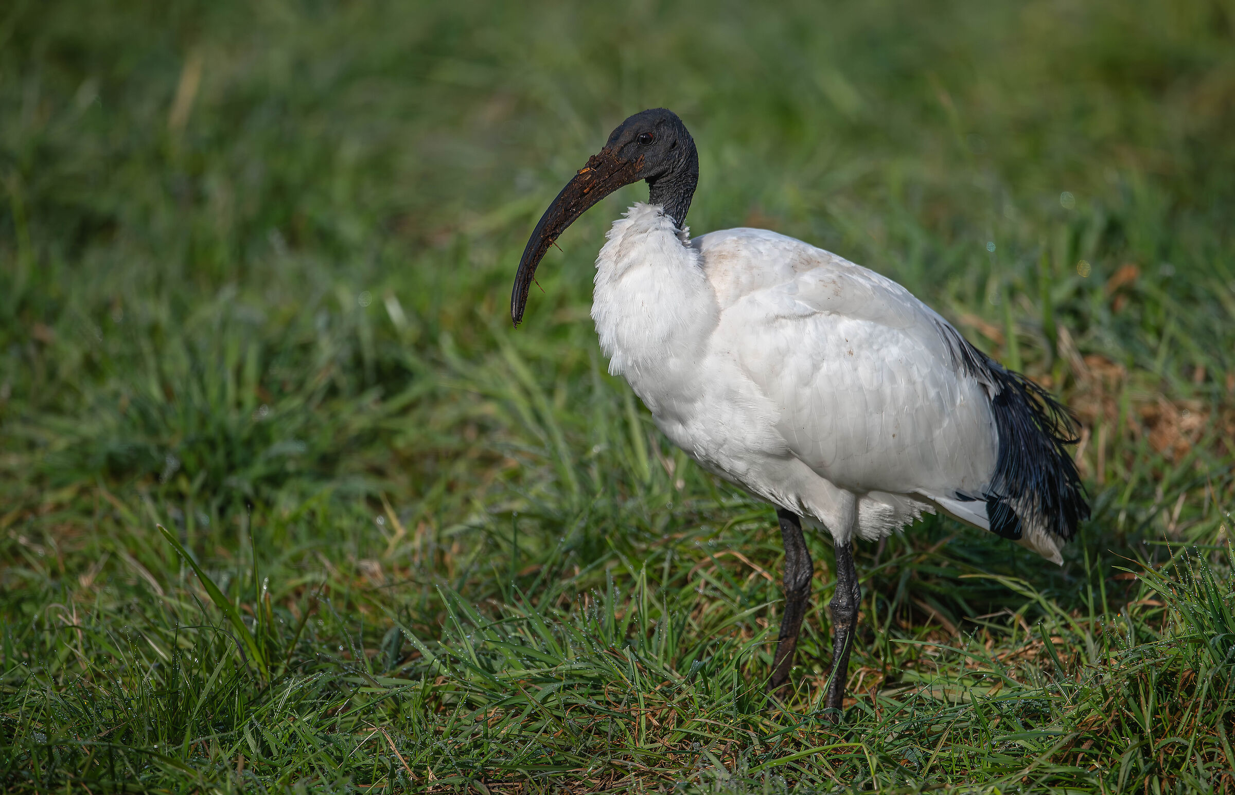 Sacred Ibis