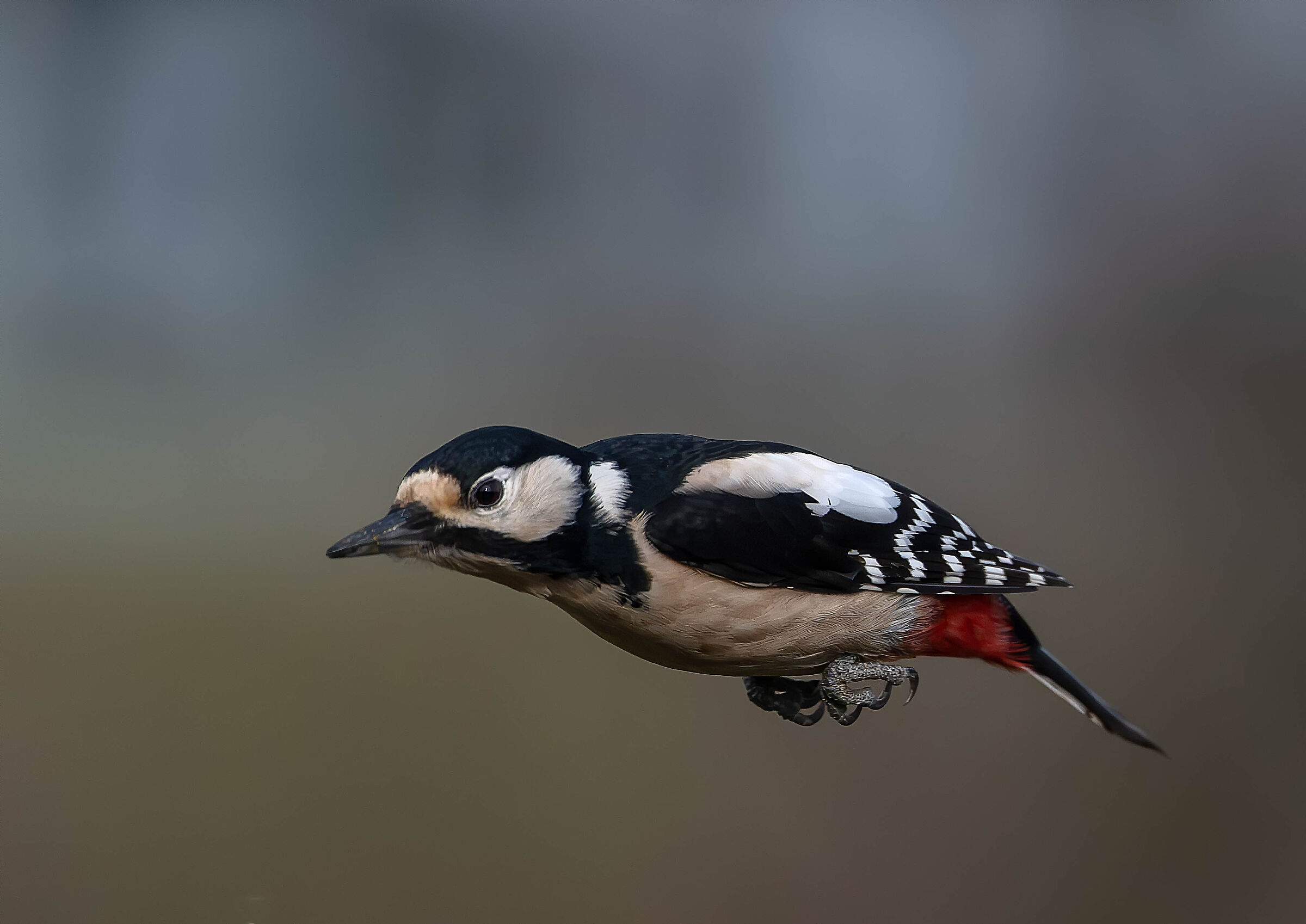 Spotted woodpecker #capannocora