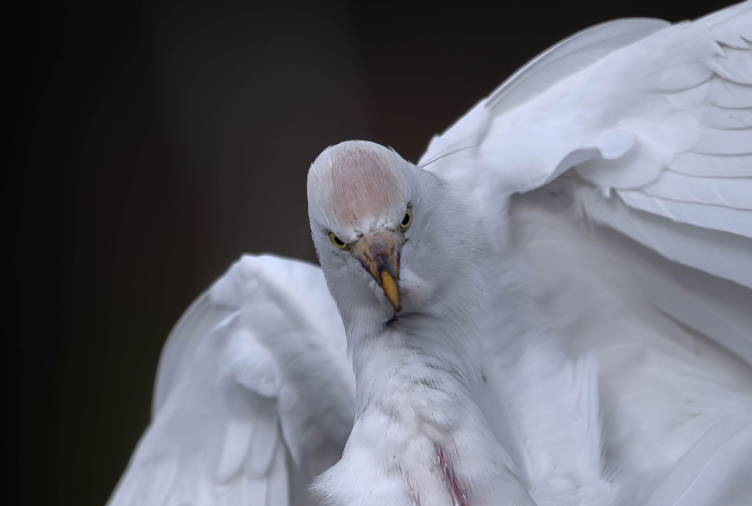 Cattle Egret