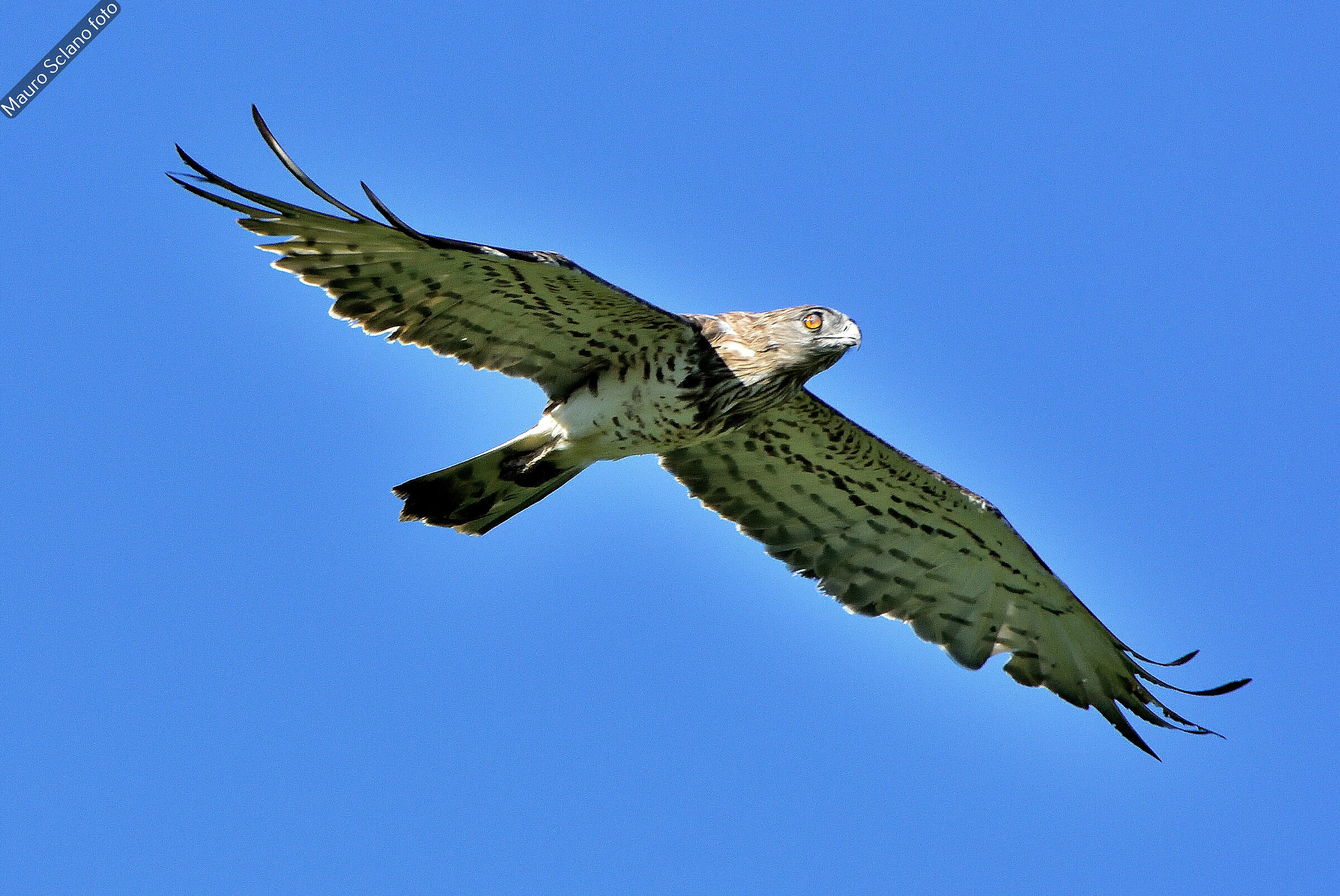 Short-toed Eagle