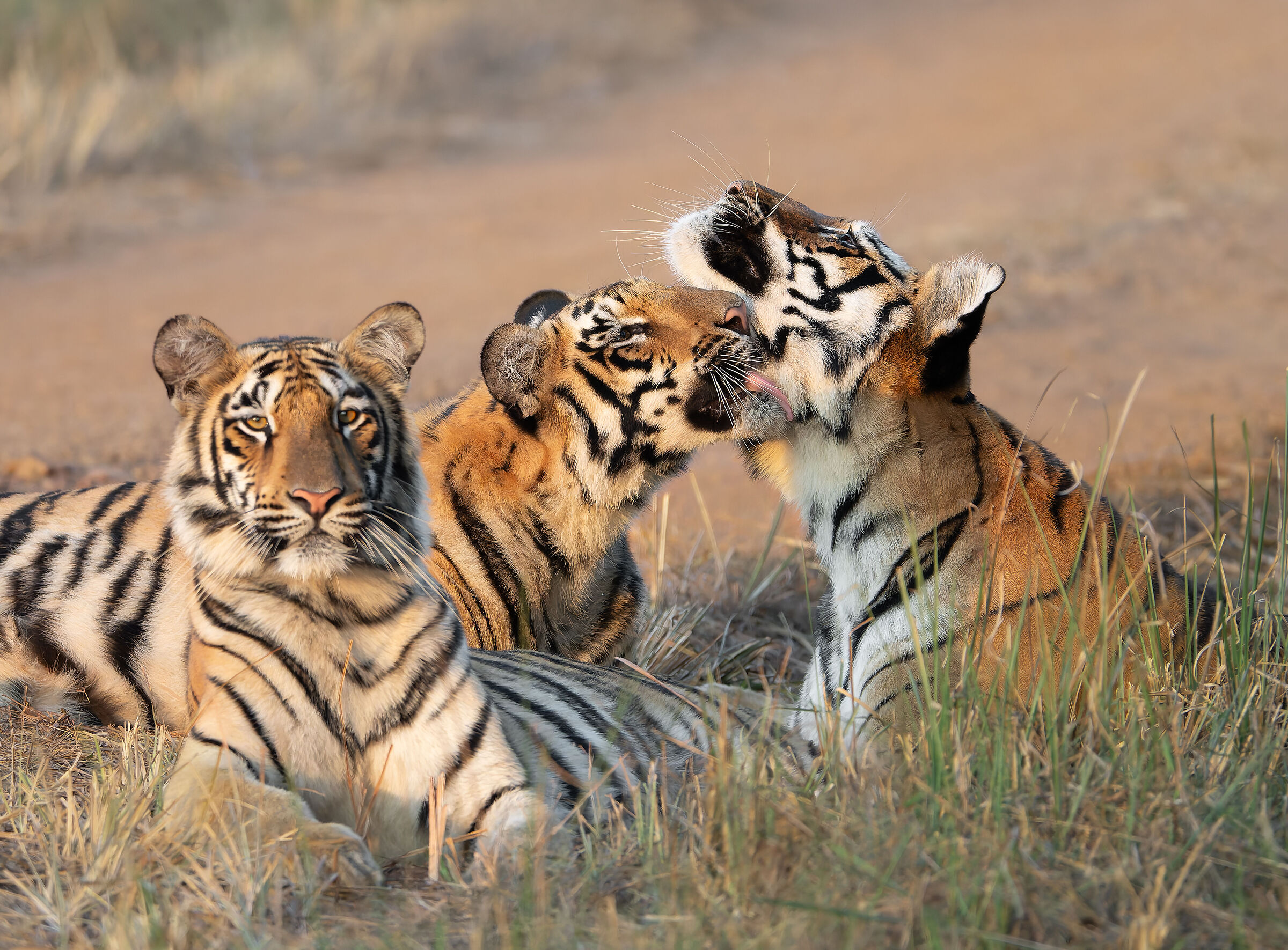 A mother and her 2 daughters