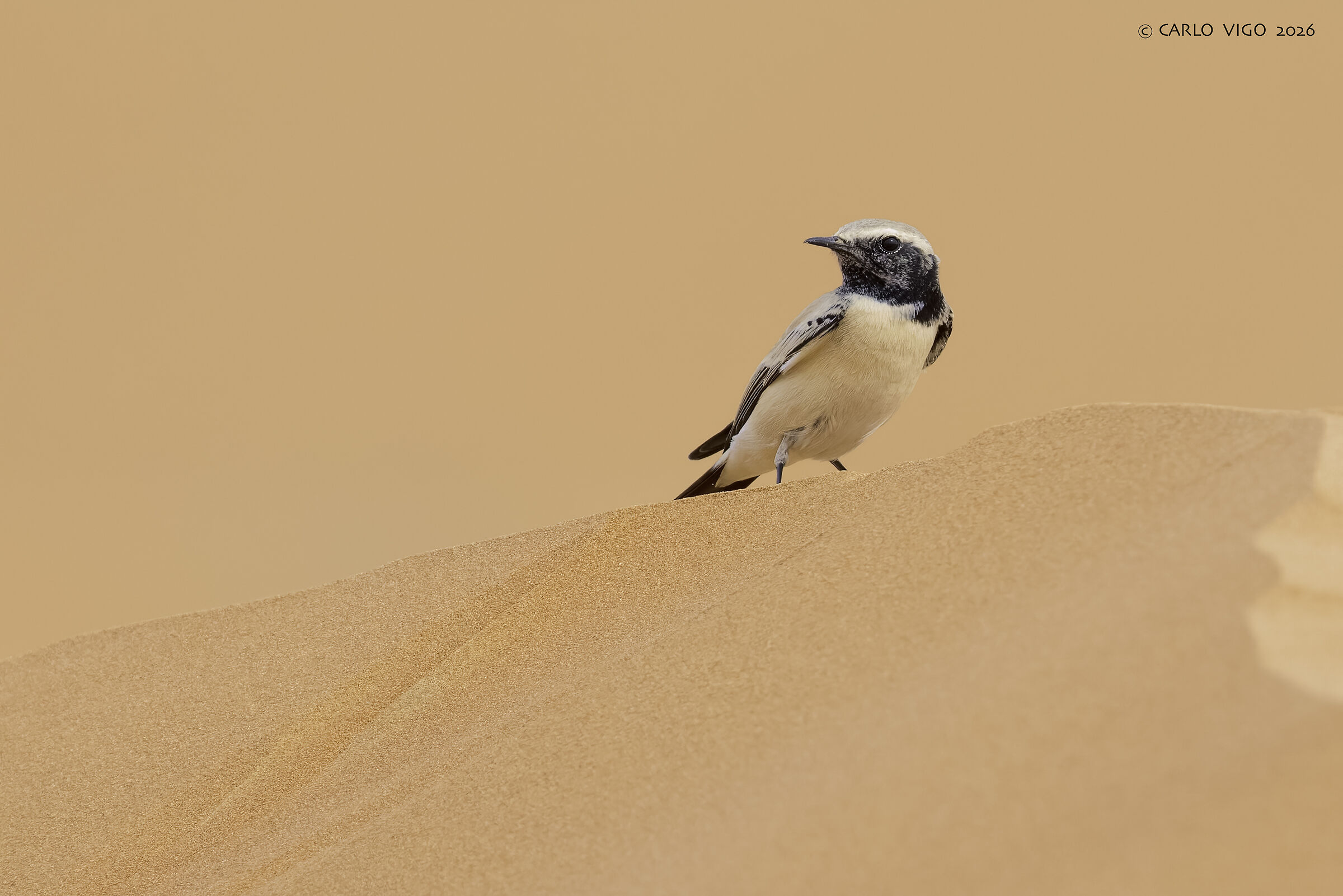 Monachella del deserto