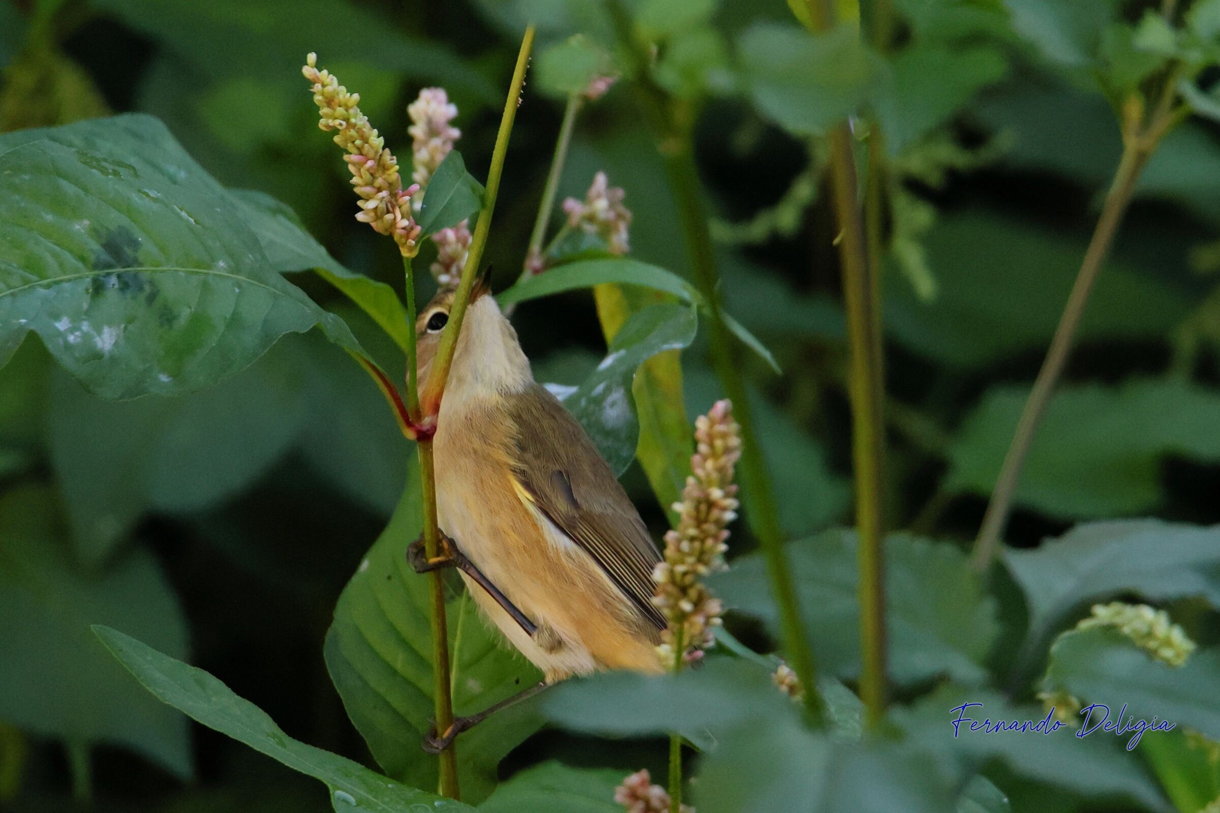 Luì piccolo, in alimentazione