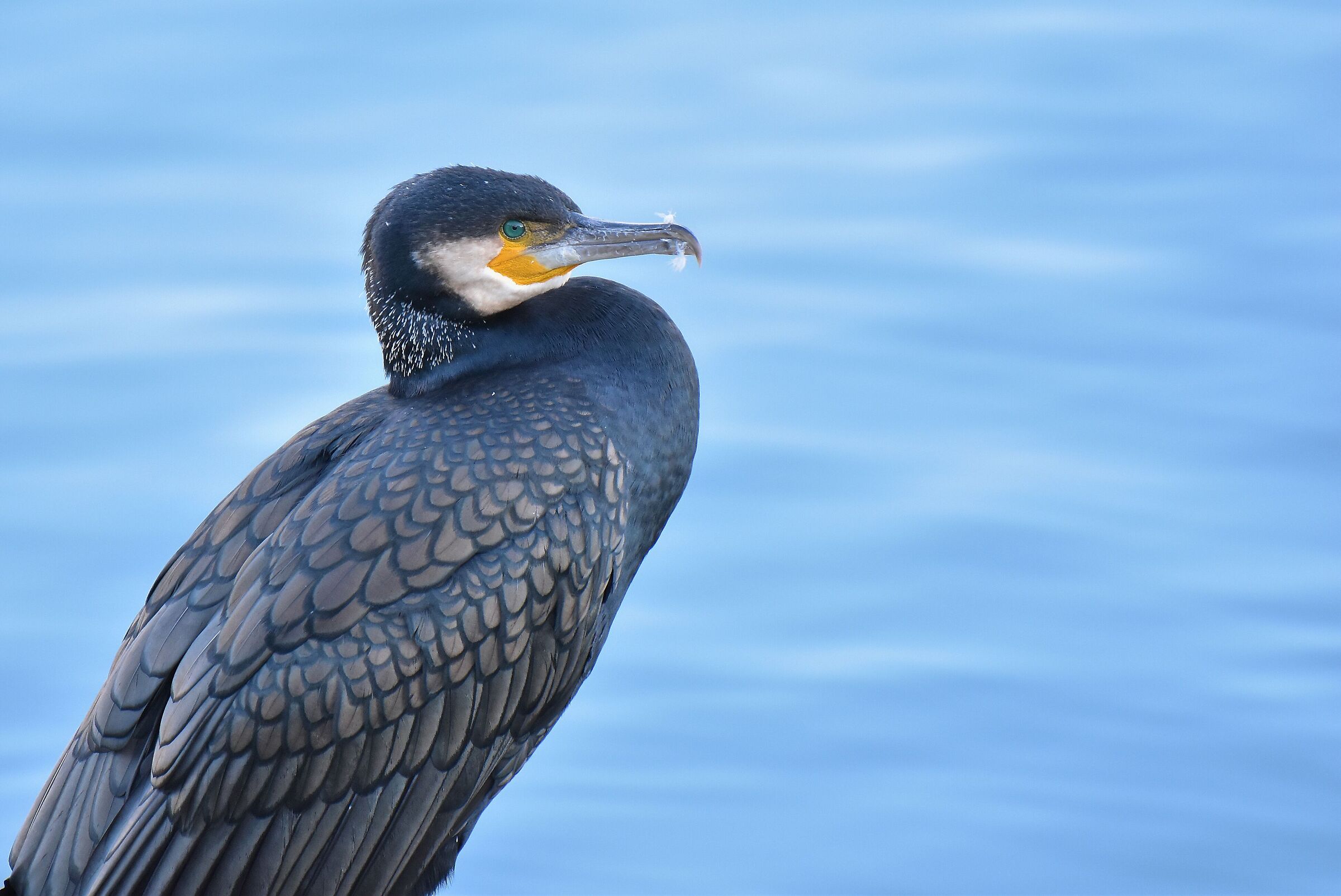Cormorano