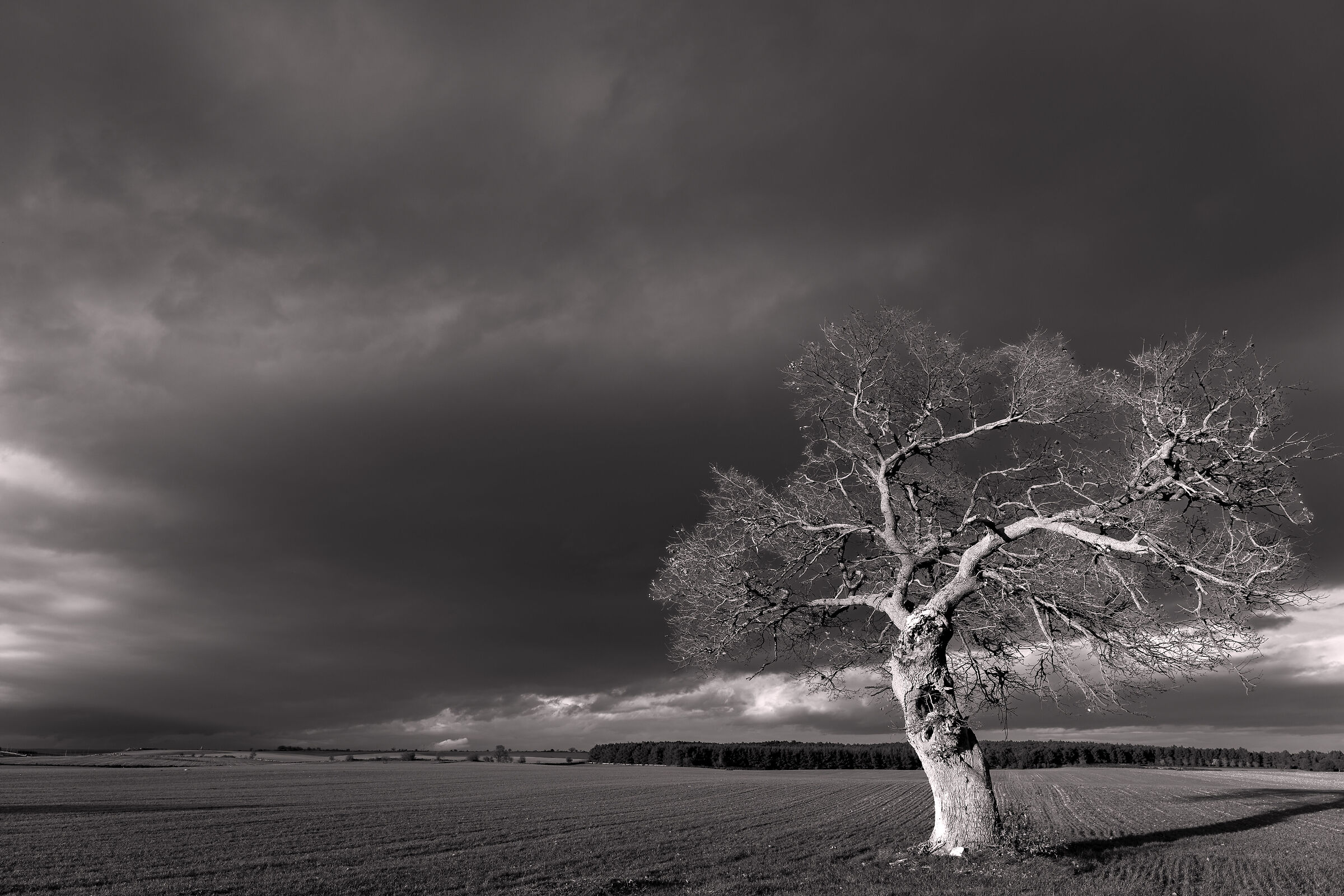 The hills of Altamura