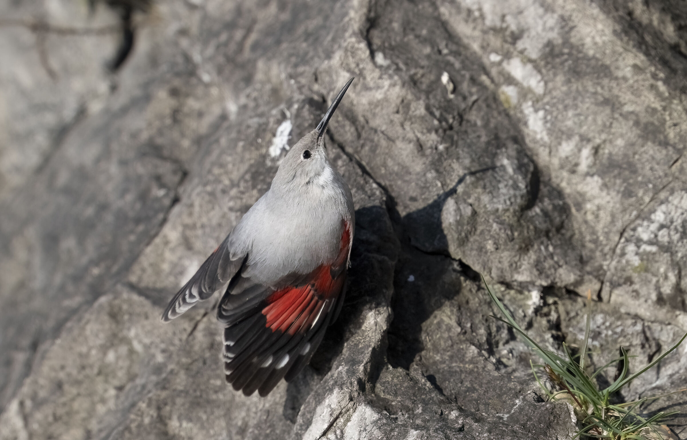 Wallcreeper