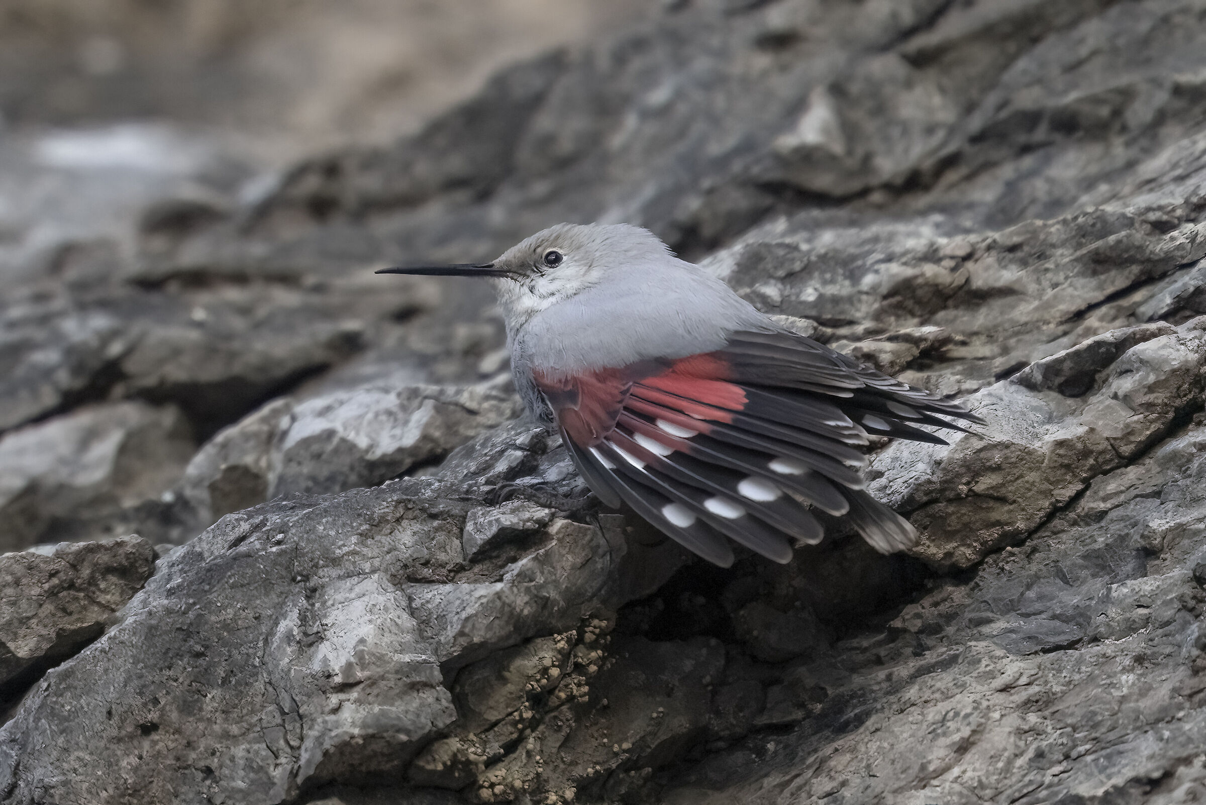 Wallcreeper