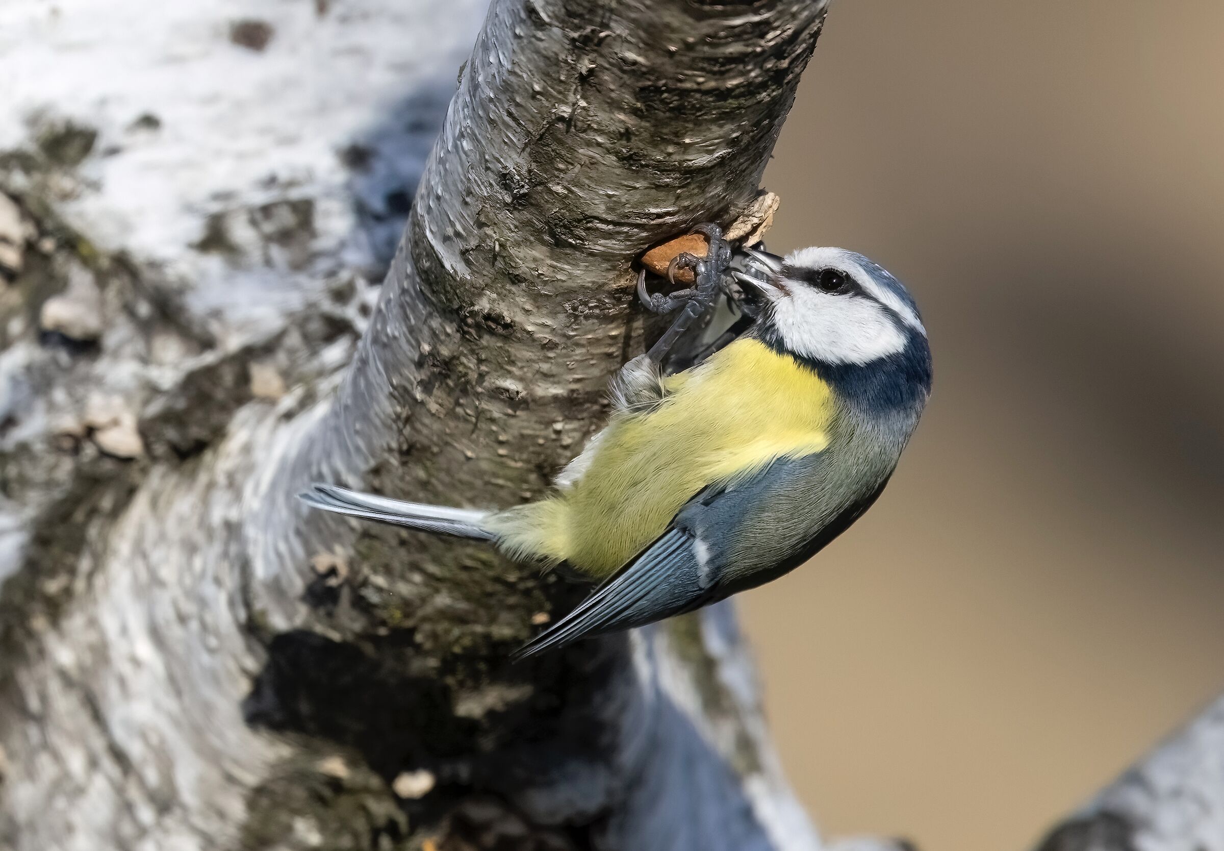 Cinciarella acrobata