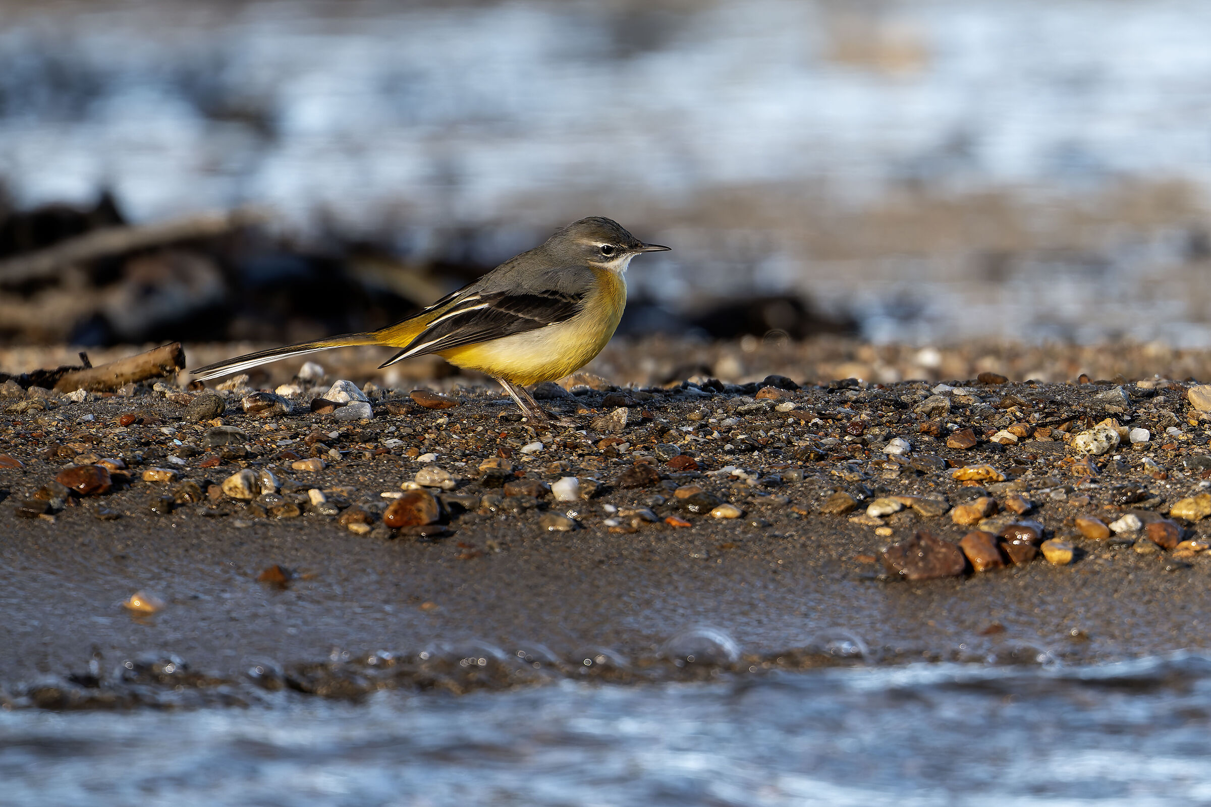 Yellow Ballet Wagtail