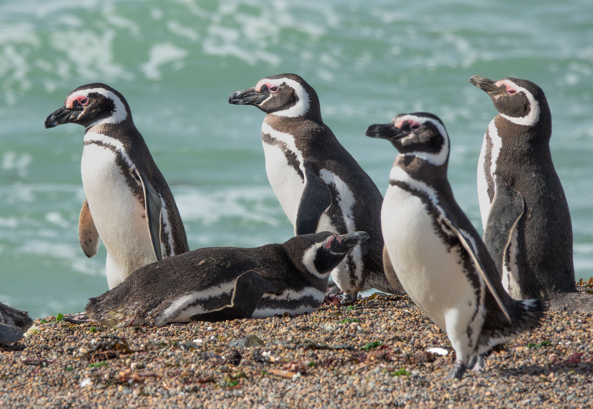 pinguini di Magellano