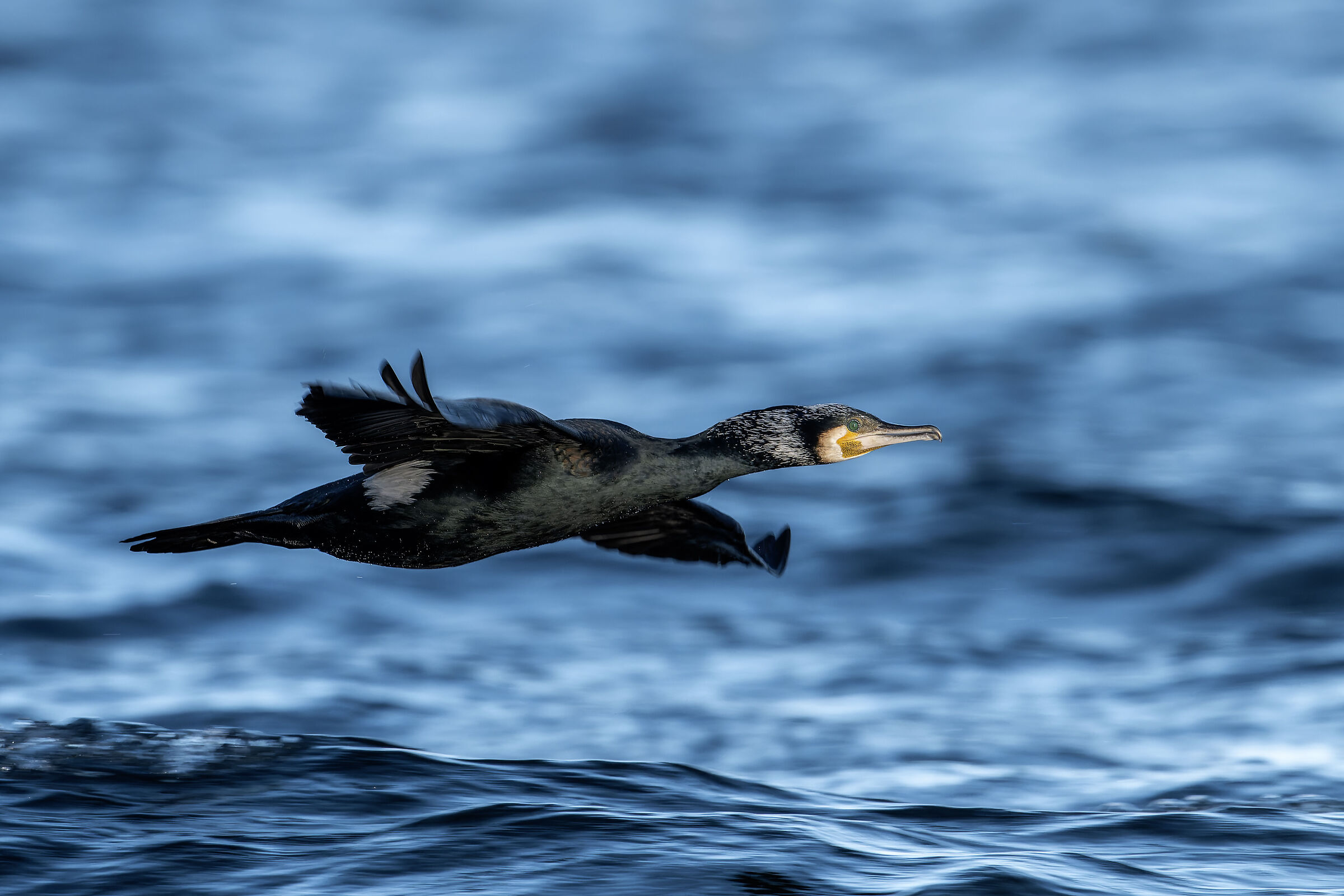 The flight of the cormorant