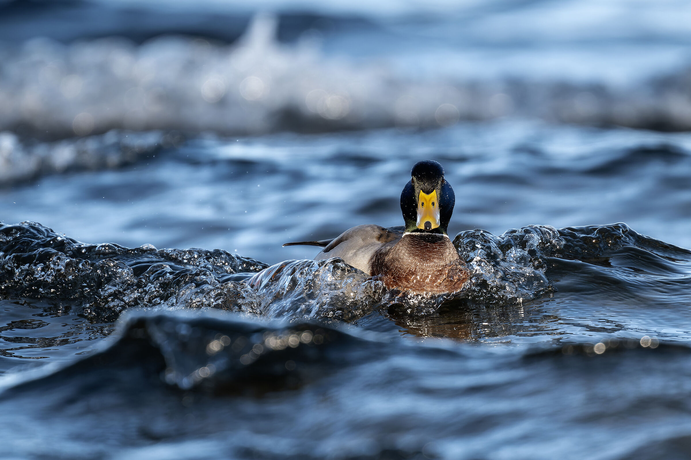 Germanus in the waves
