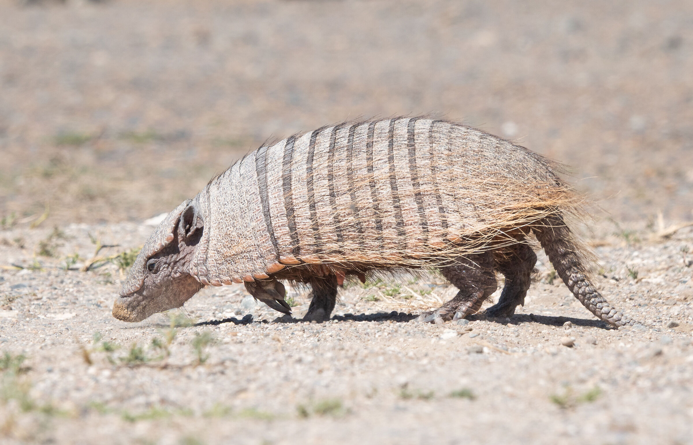 armadillo