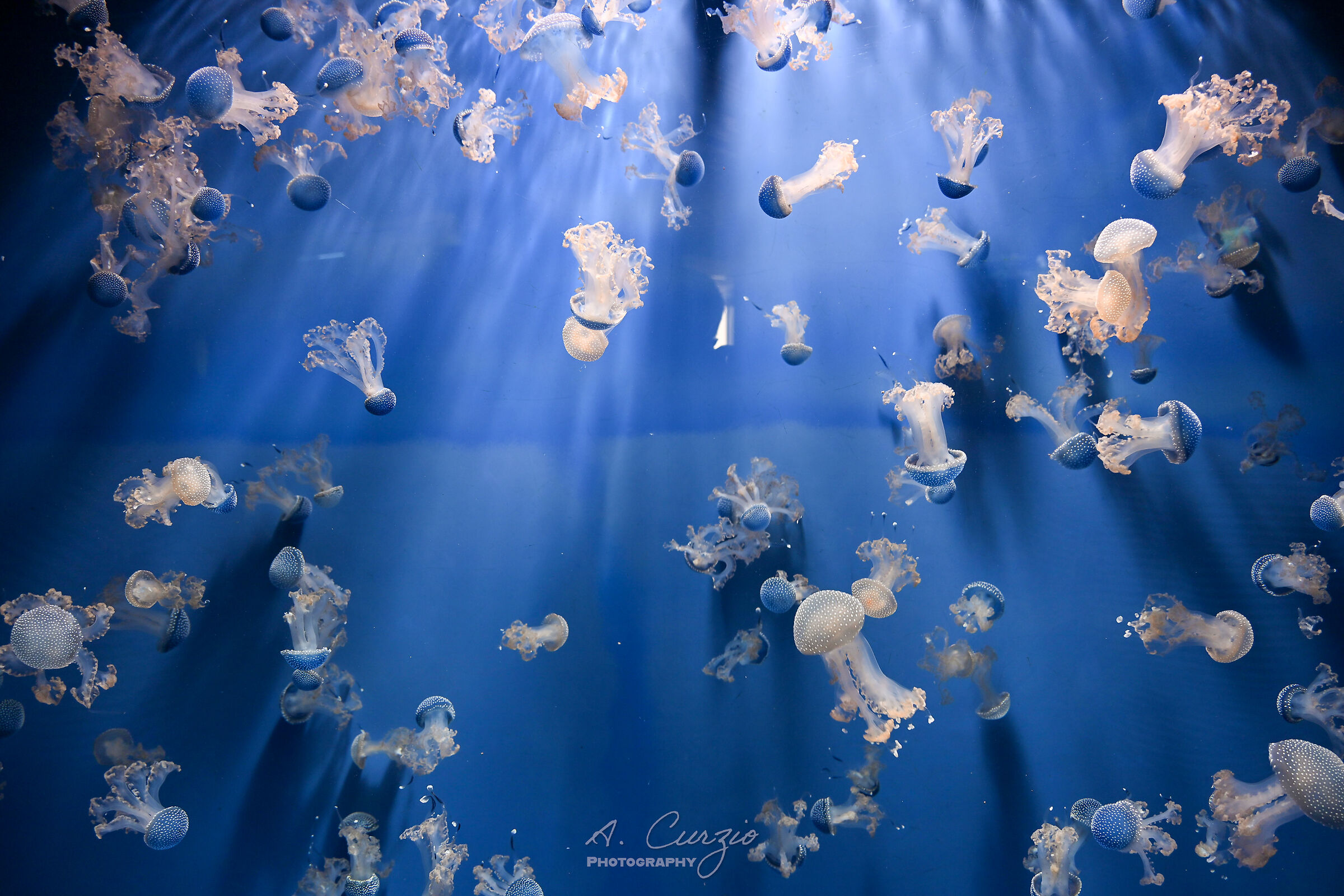 The kingdom of jellyfish