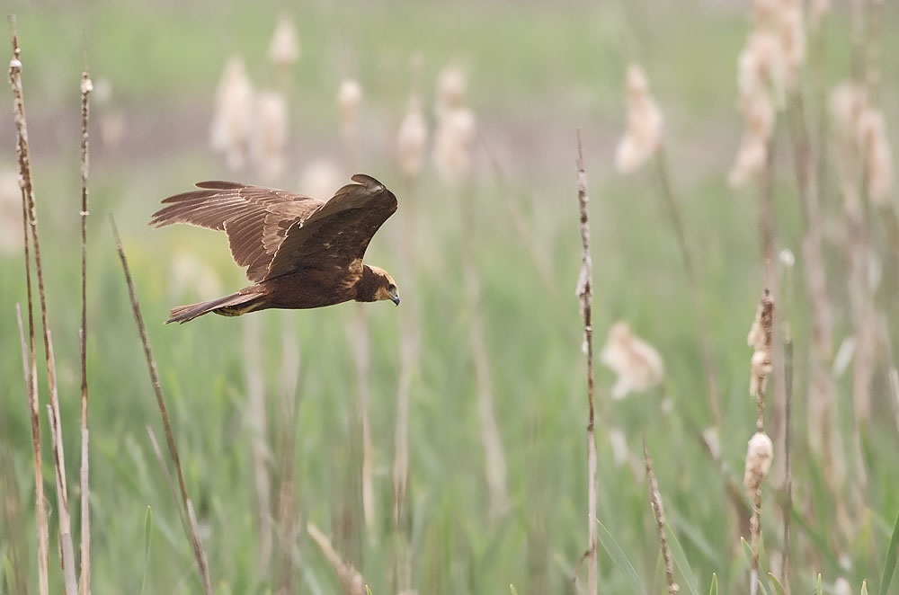 Marsh Harrier