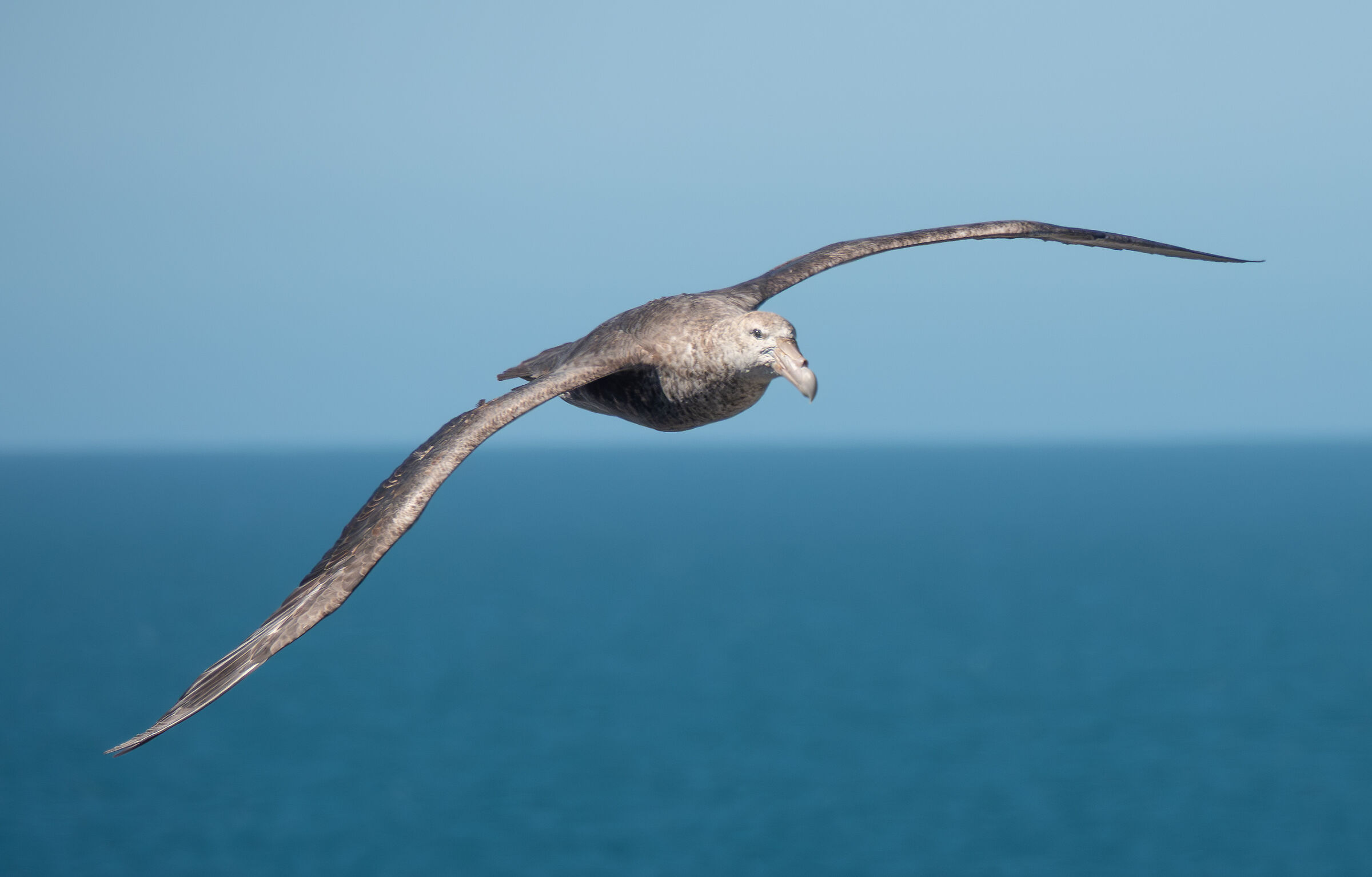 Giant Petrella