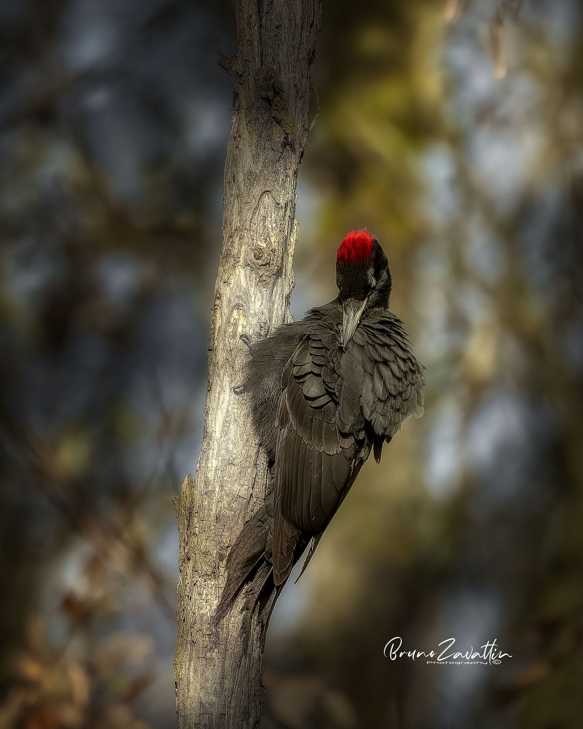 Black Woodpecker