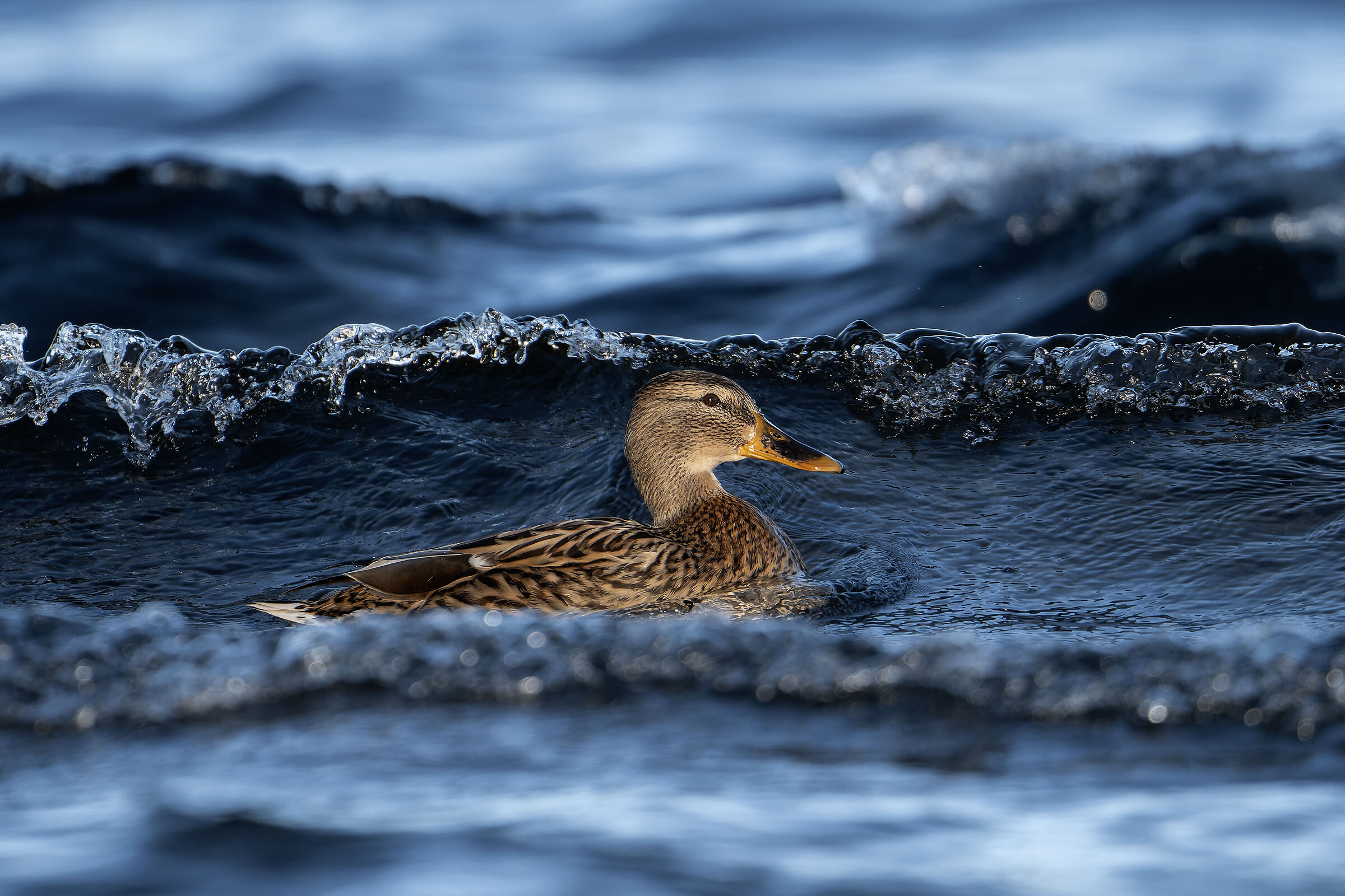 Germana in the waves