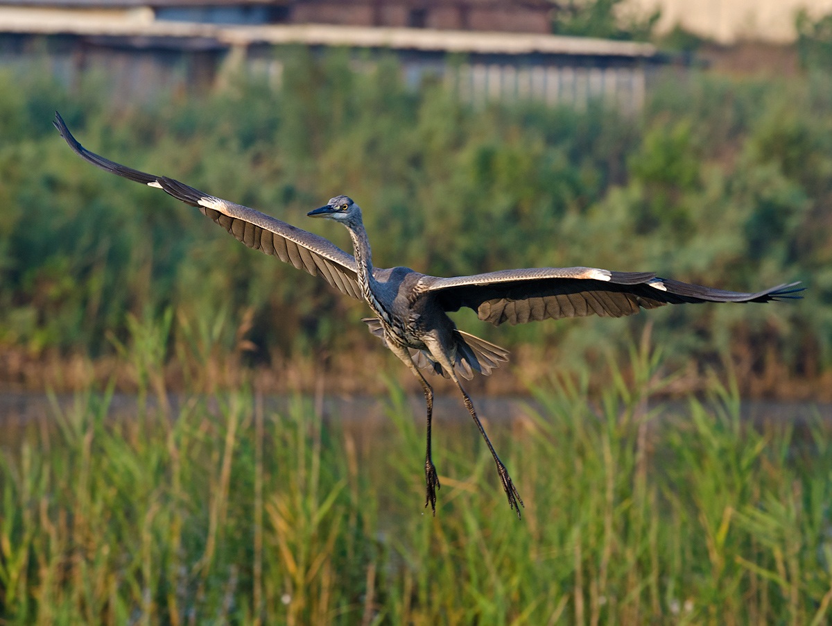 Ardea cinerea (Airone cenerino)