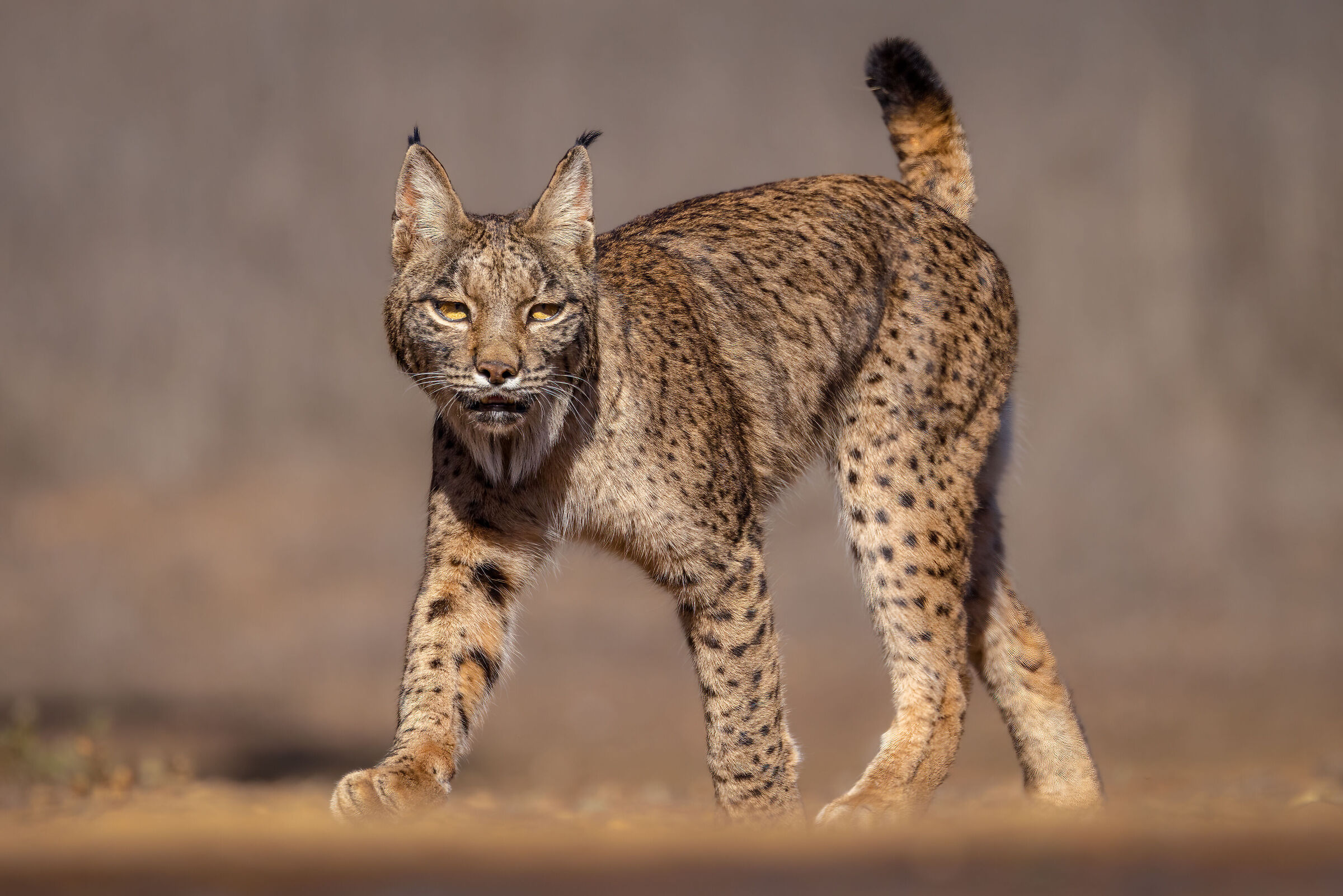Lince pardina