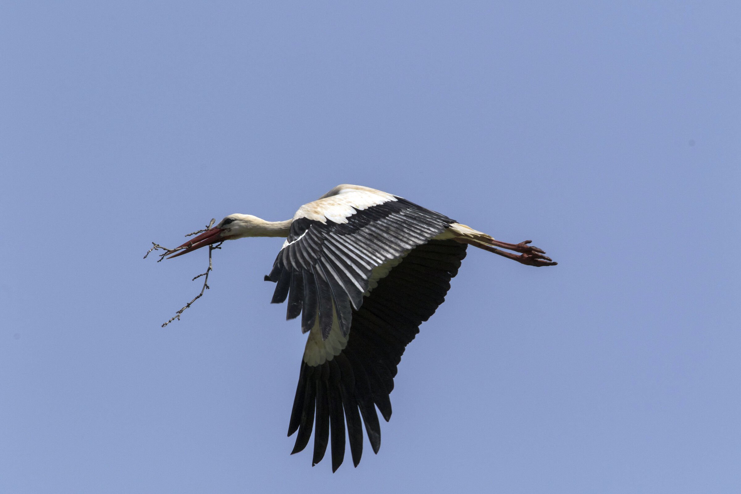 Return to the nest (under construction) White Stork