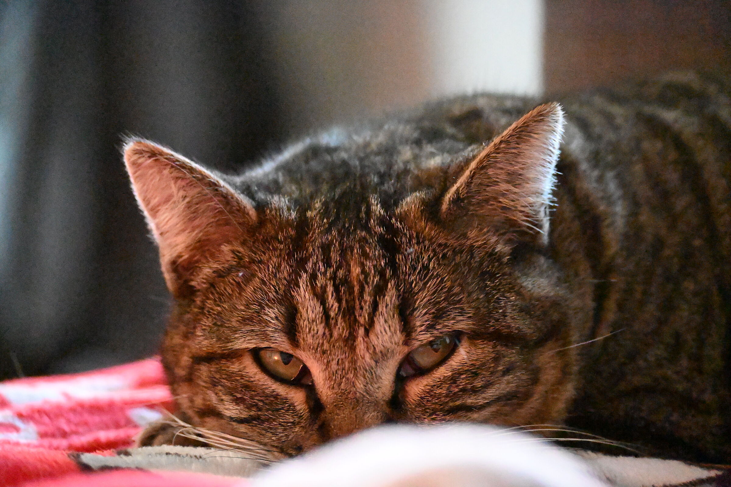 Cat relaxing