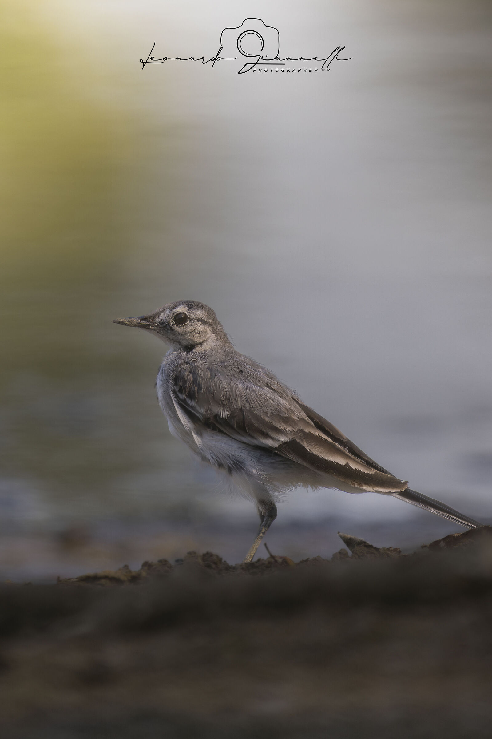 White Wagtail (Motacilla alba)