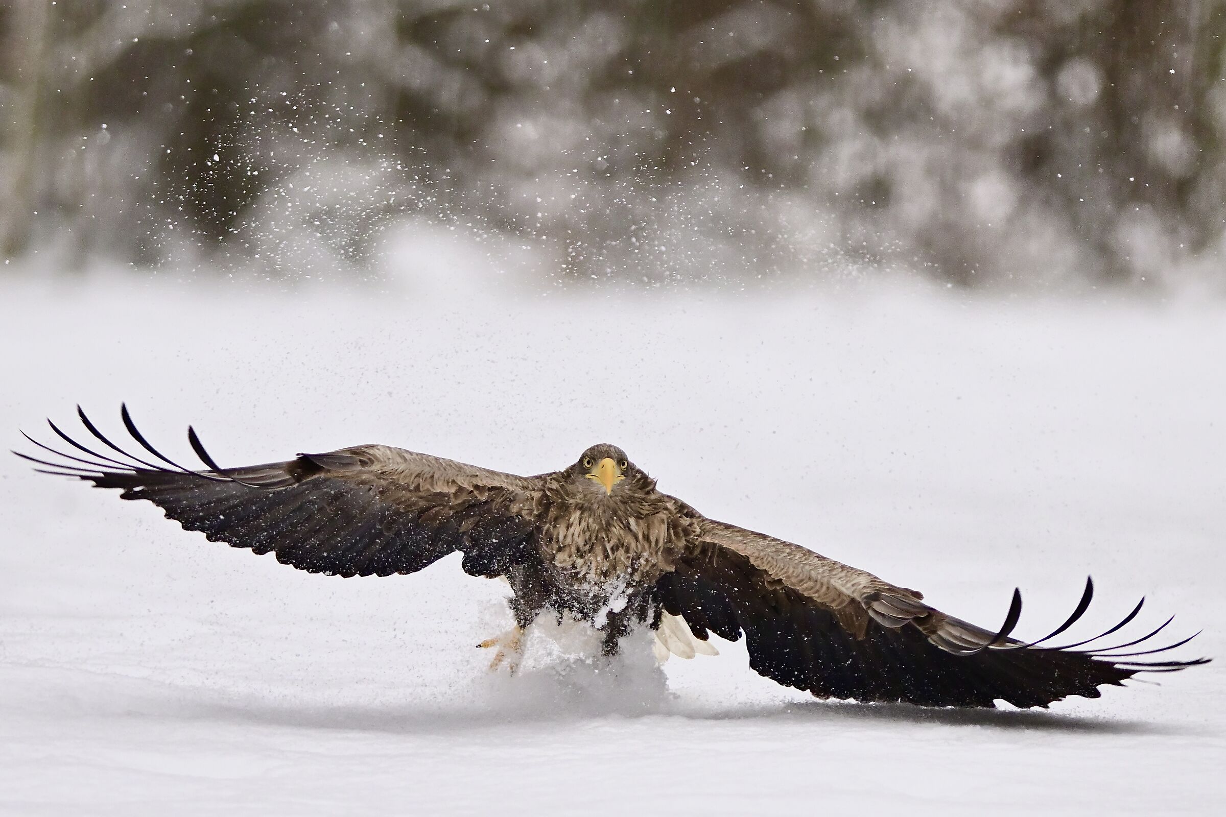 Eagle in the snow