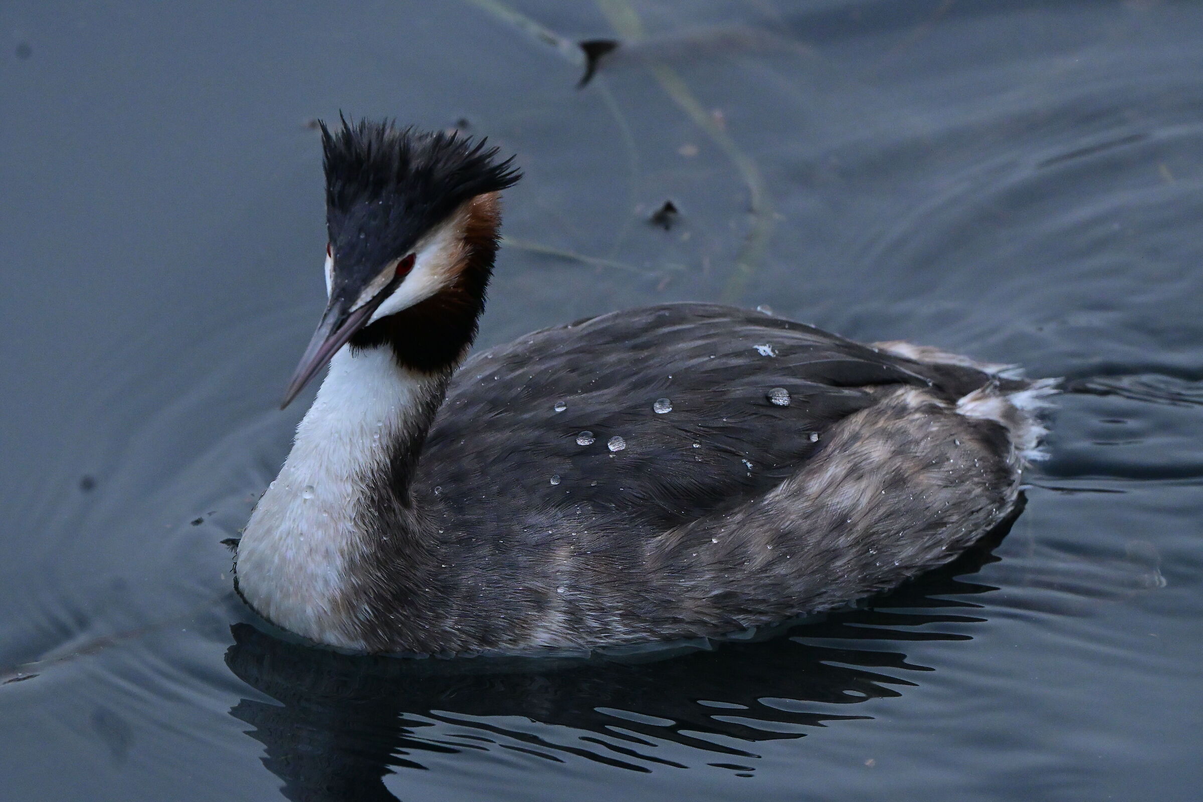 Great crested grebe