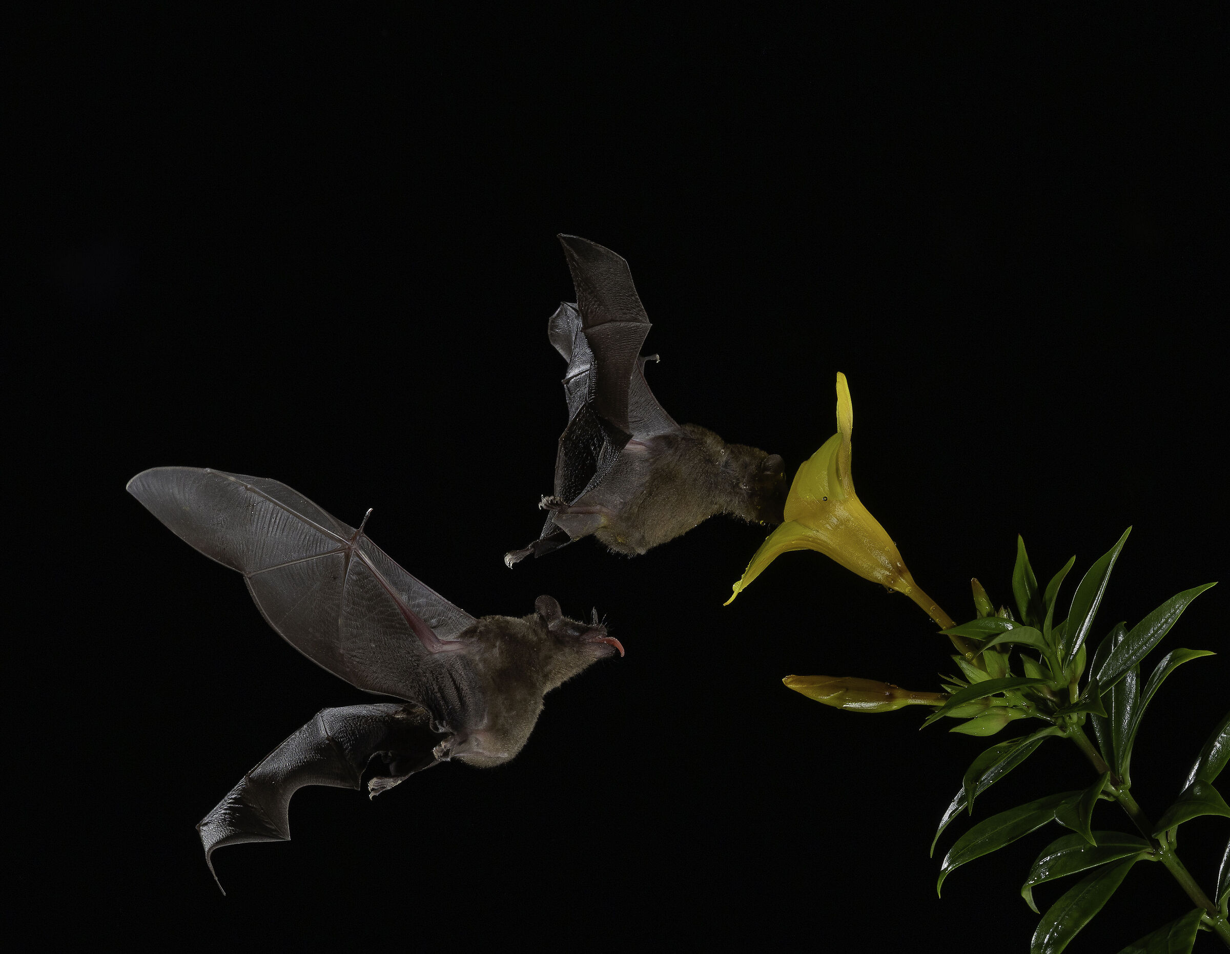 Pipistrelli - costarica
