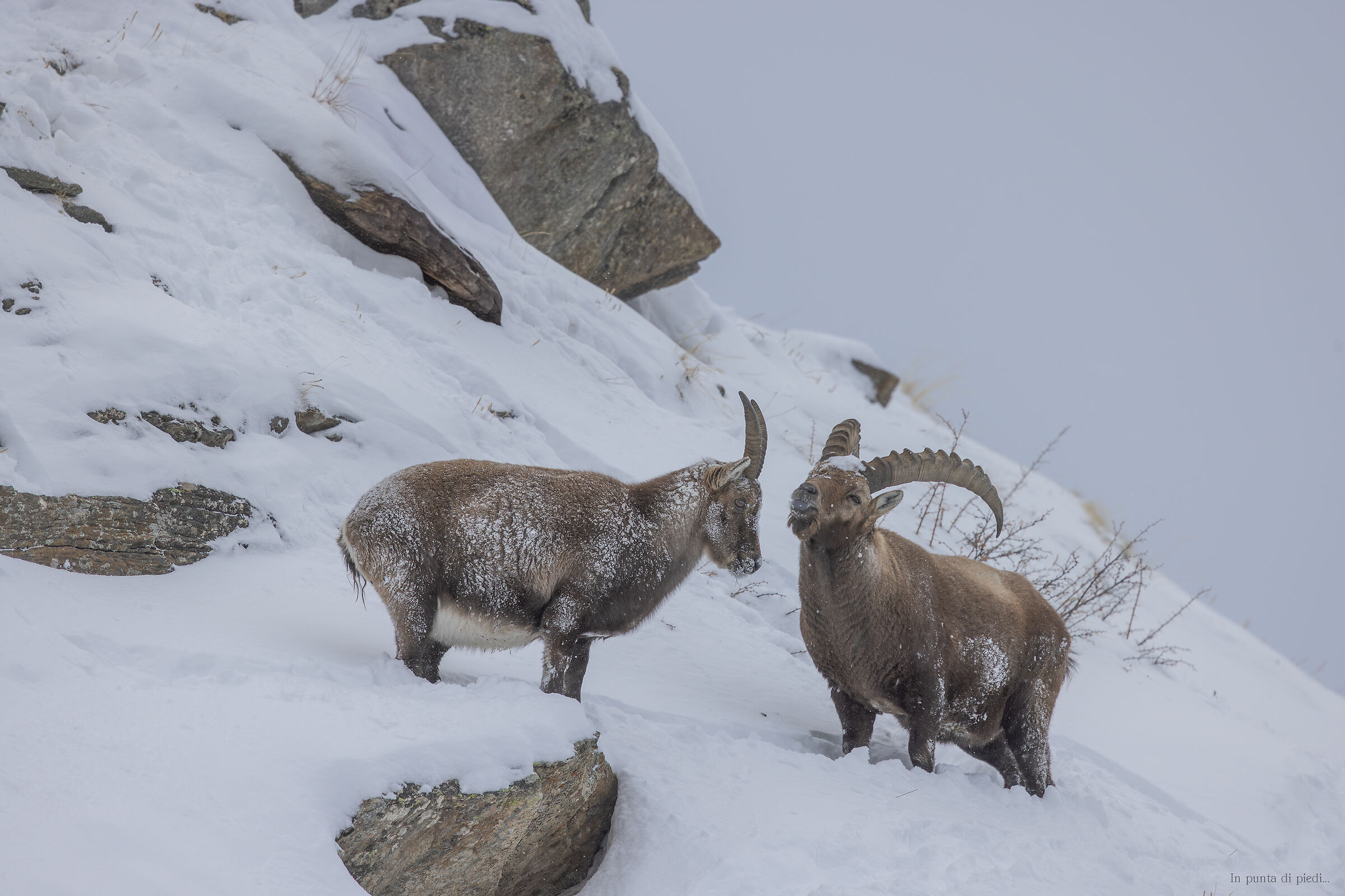 Alpine ibex mating season - the rut