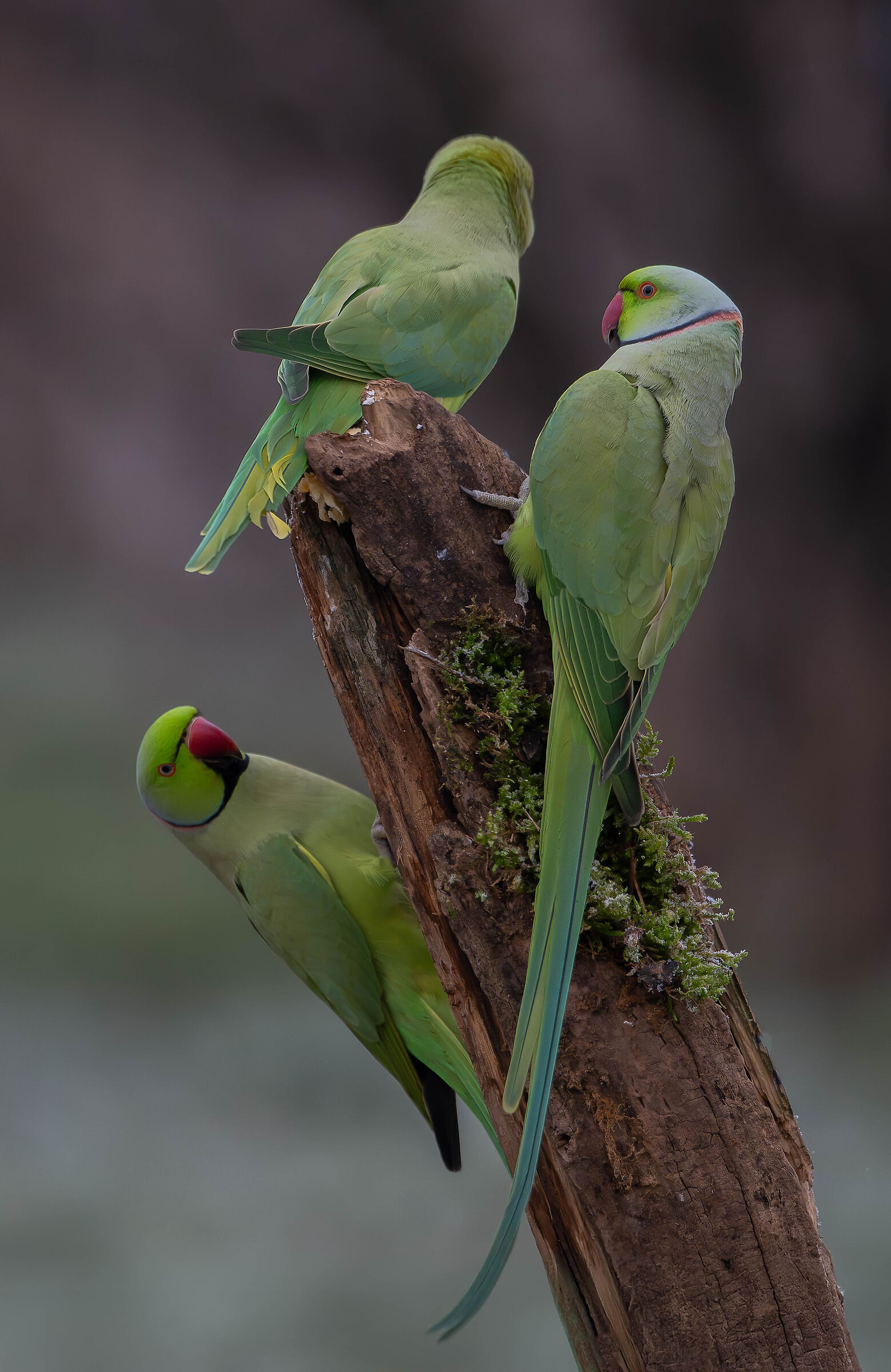 Parakeets