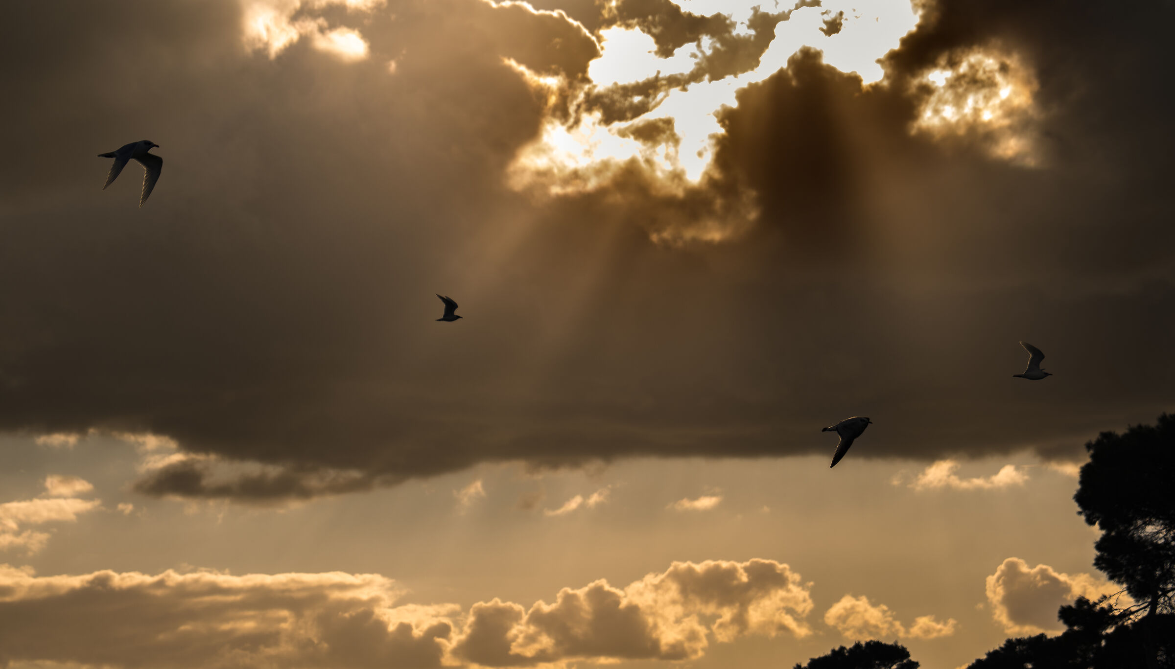 Seagulls on the Ripagnola coast