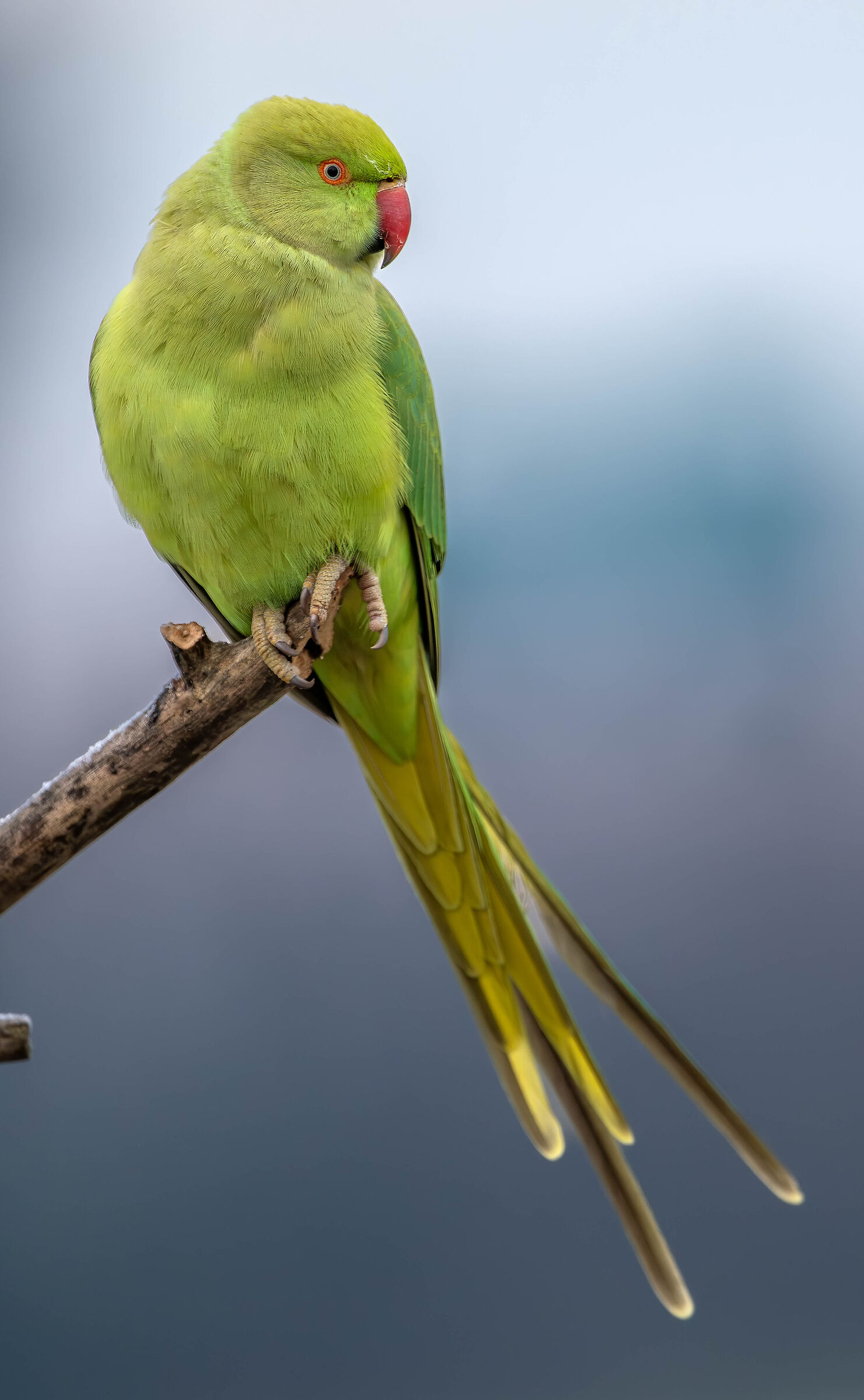 Parakeet