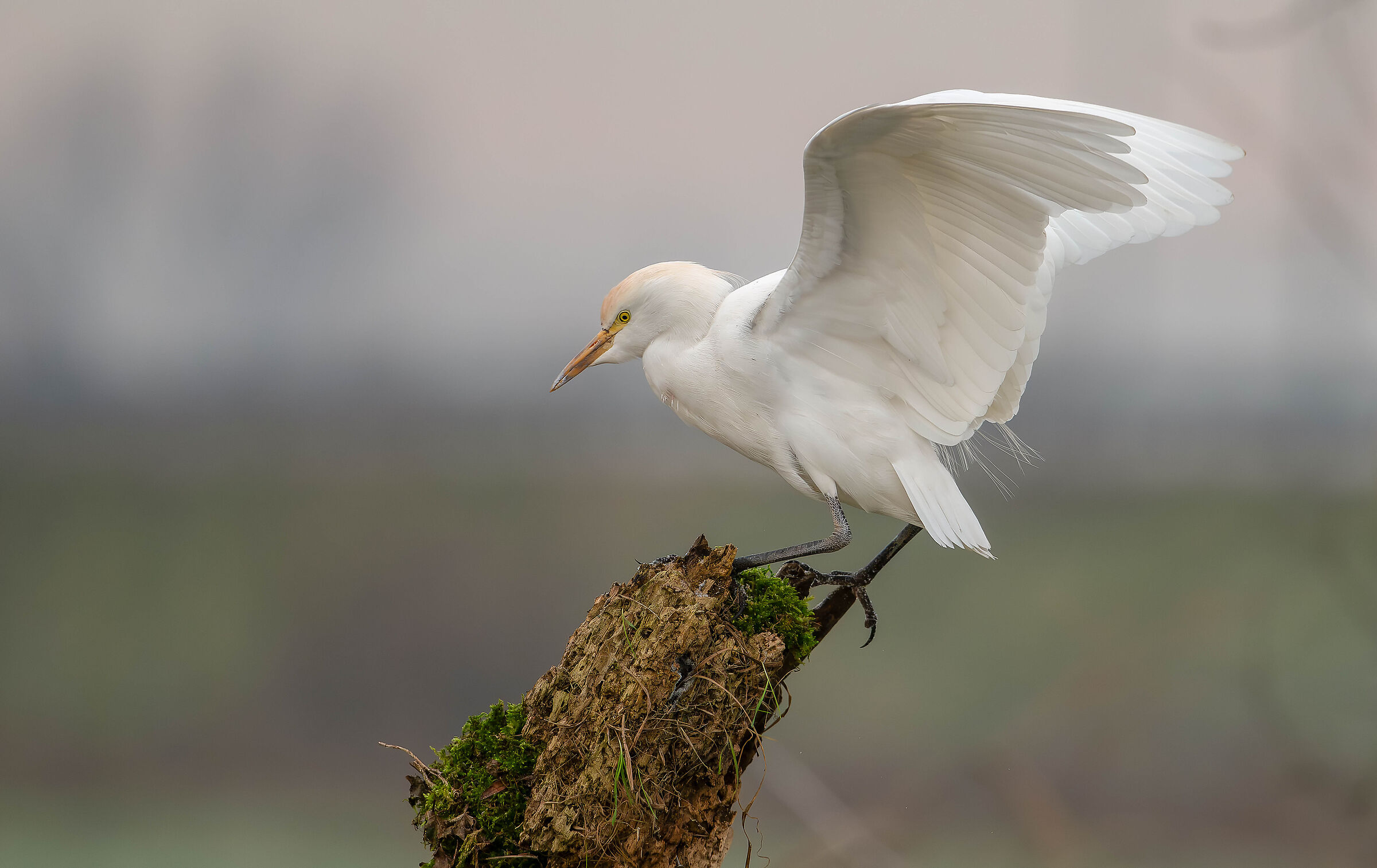 Cattle Egrets