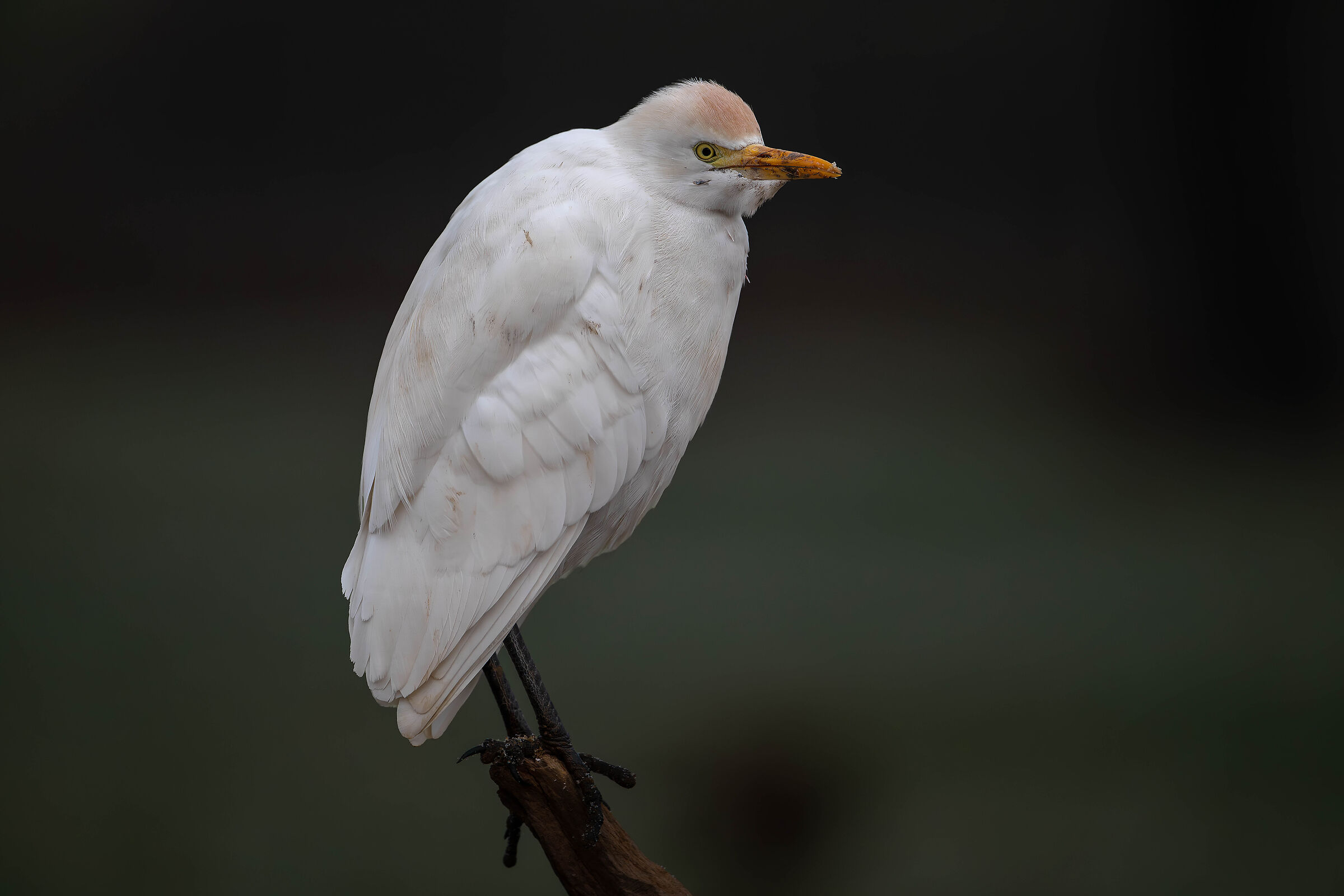 Cattle Egrets
