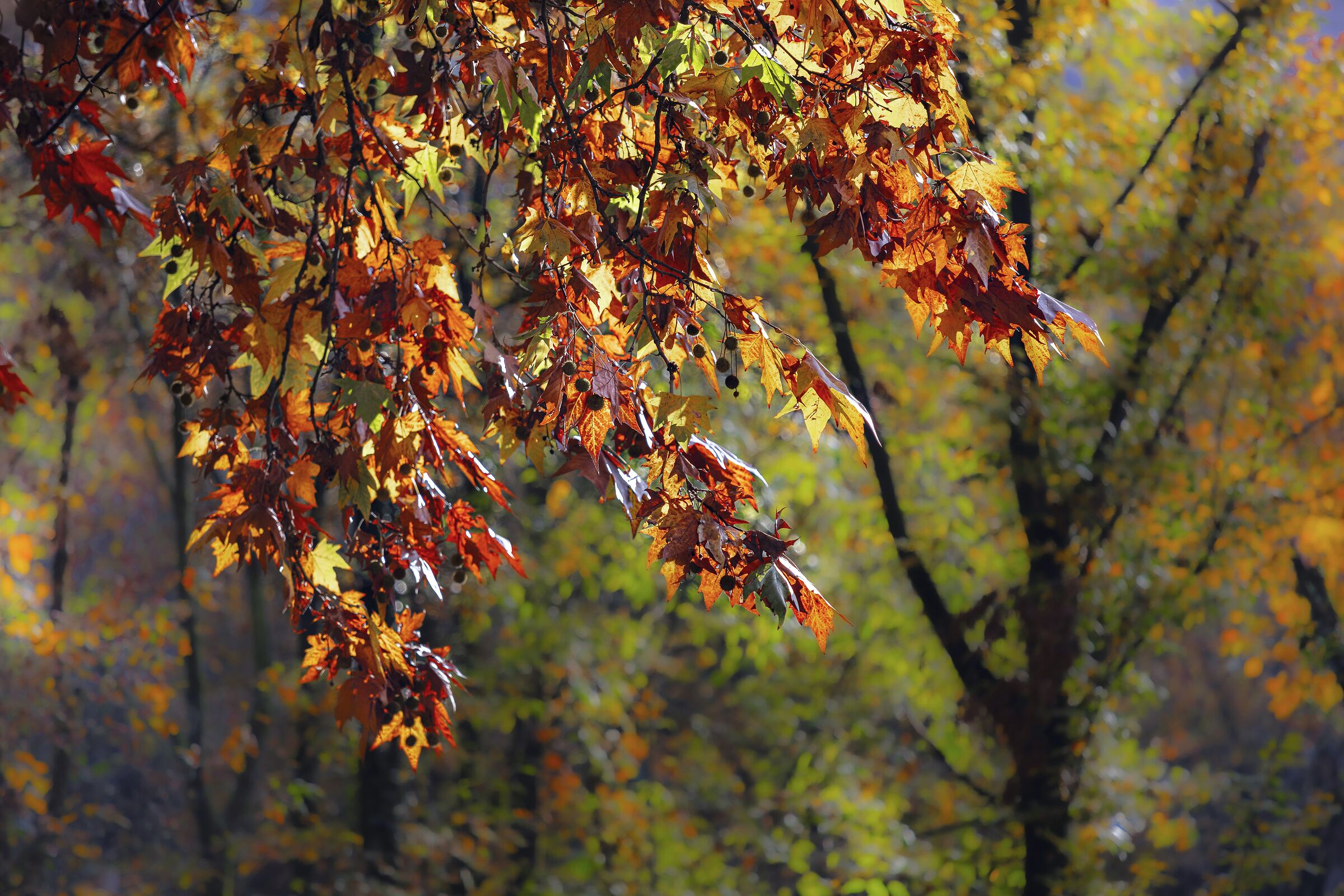 Foliage... di casa nostra