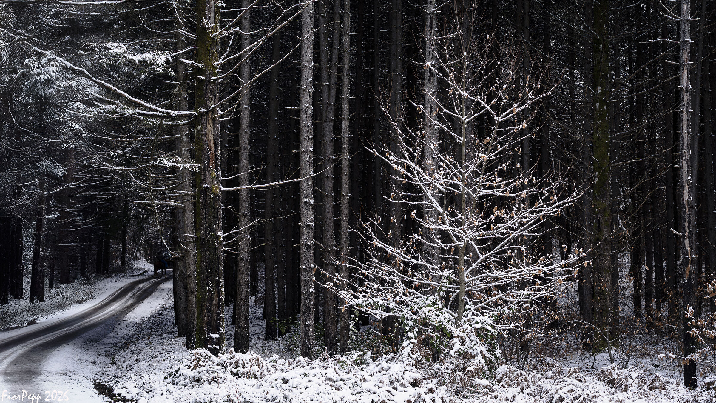 "L'albero di Natale"