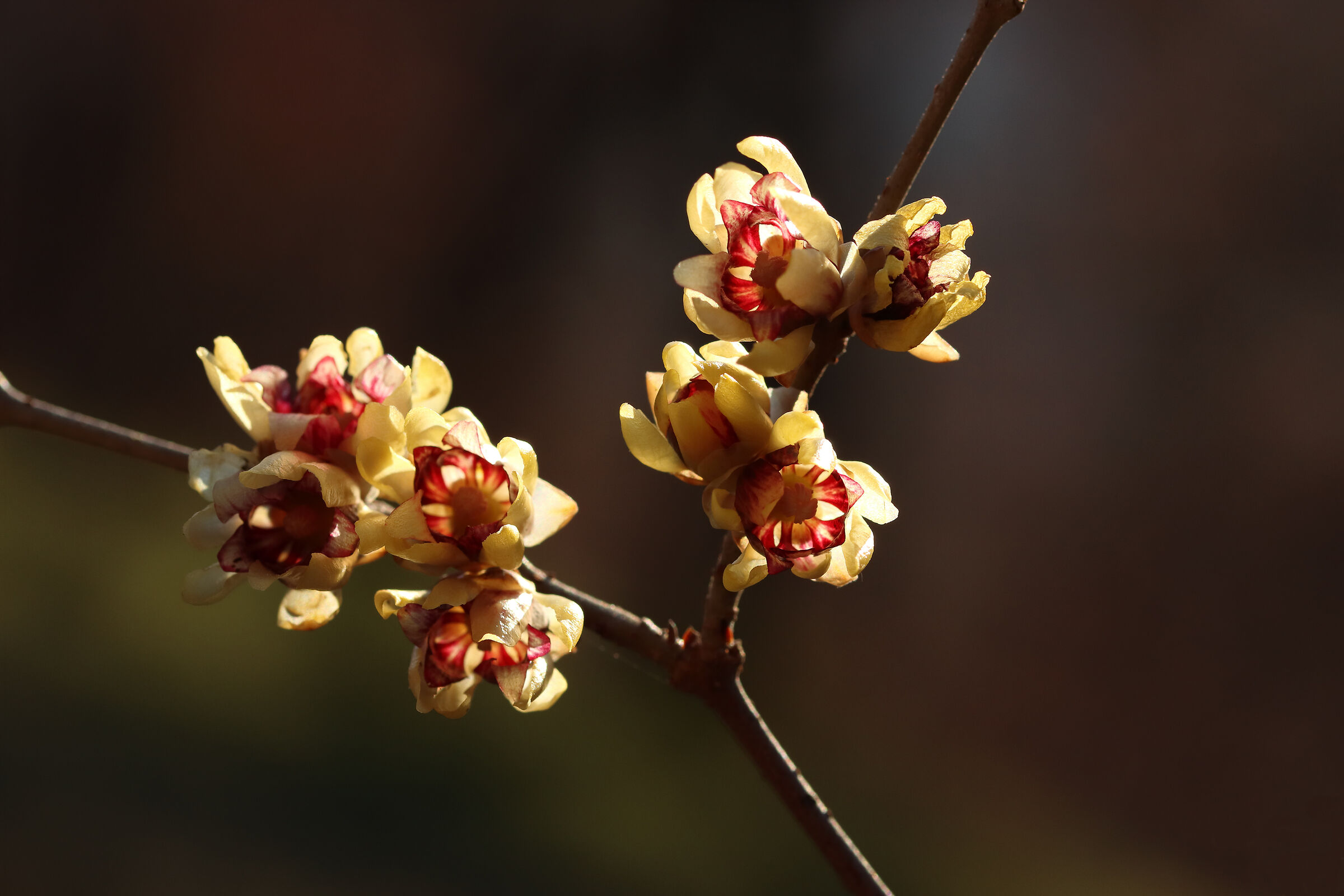 Calicantus- The Flower of Winter