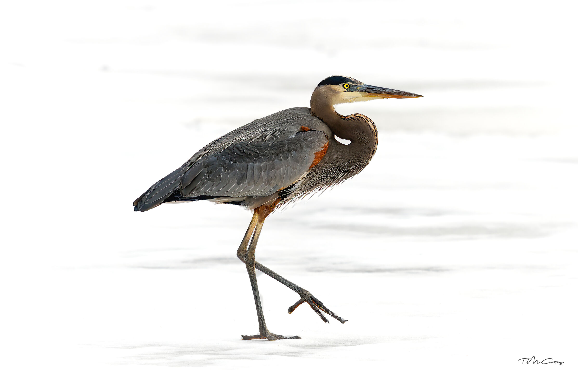 Airone Azzurro sul ghiaccio