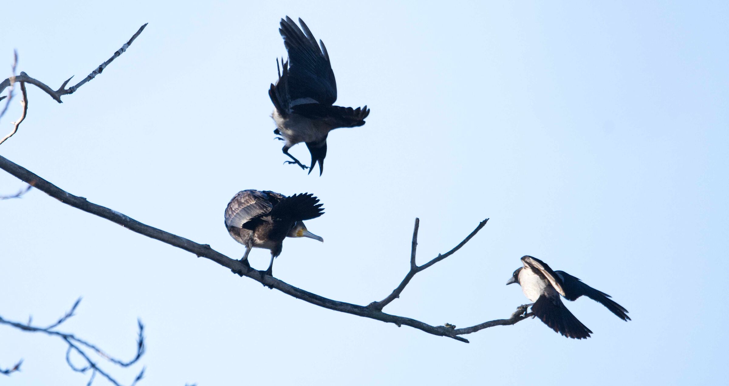 Cormorant on tree
